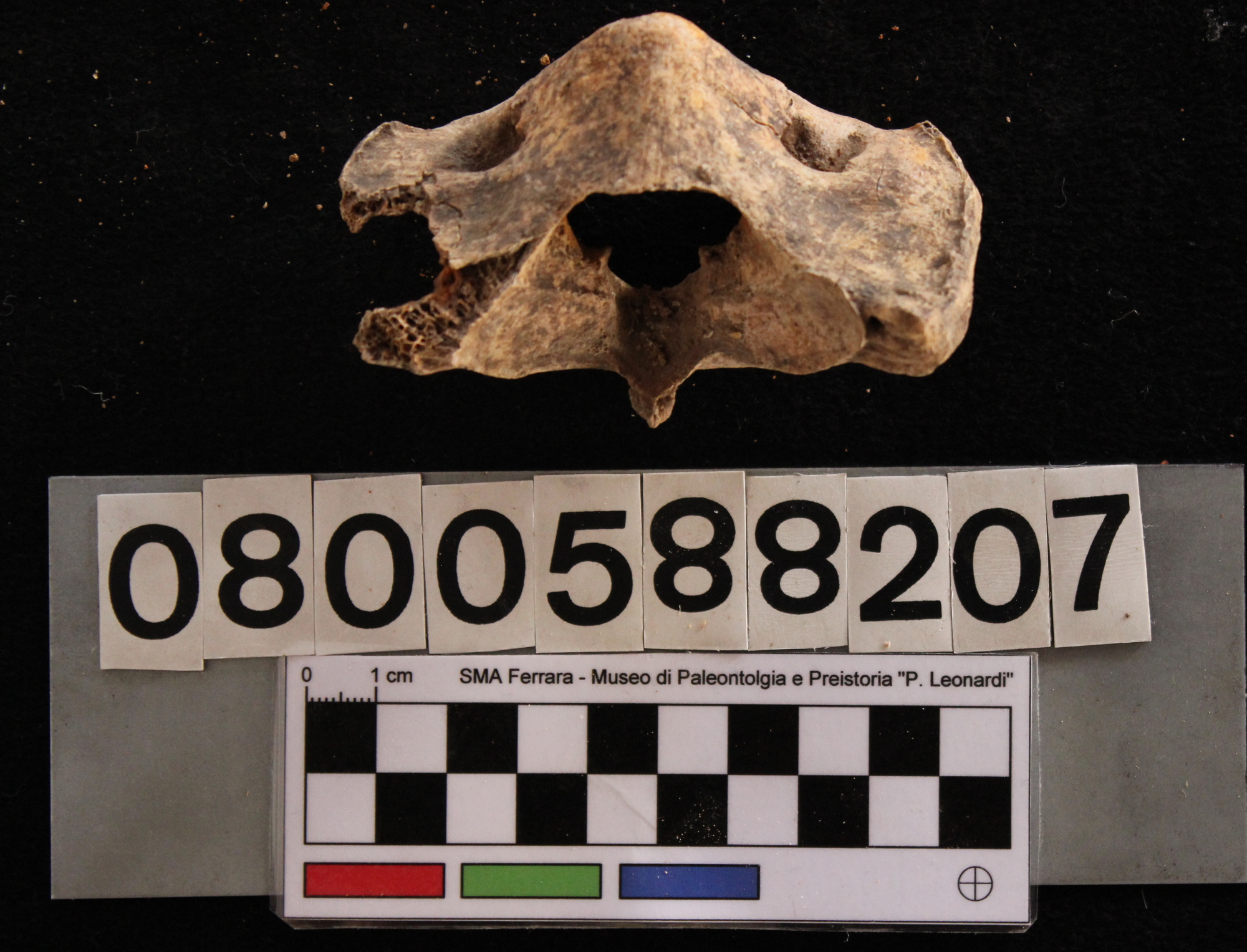 fossile (Sus scrofa, atlante, esemplare)