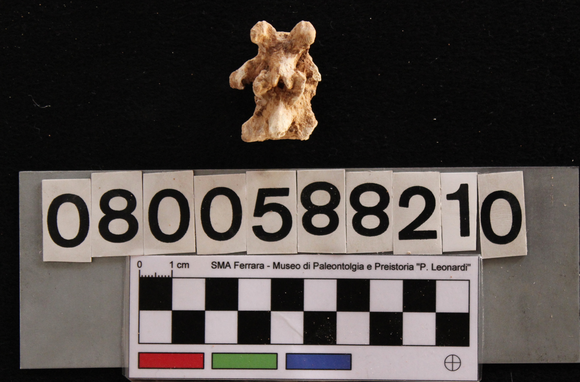 fossile (Cervus elaphus siciliae, vertebra caudale, esemplare)