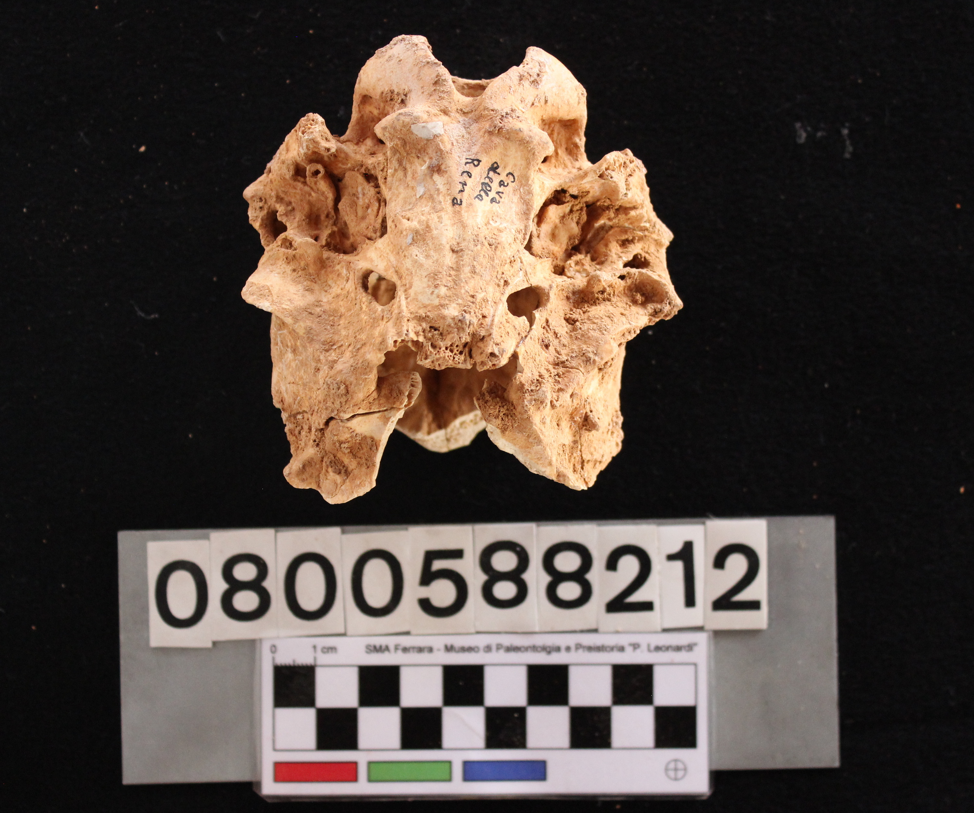 fossile (Cervus elaphus siciliae, porzione occipitale di cranio, esemplare)