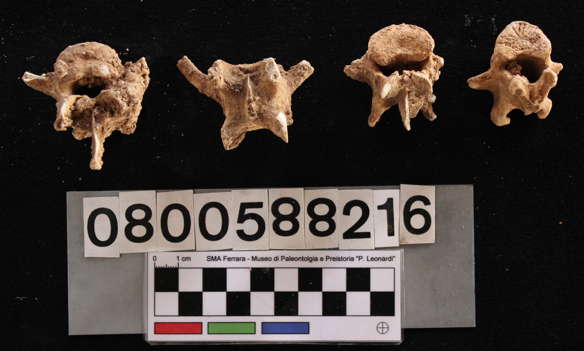 fossile (Cervus elaphus siciliae, vertebre lombari, serie)