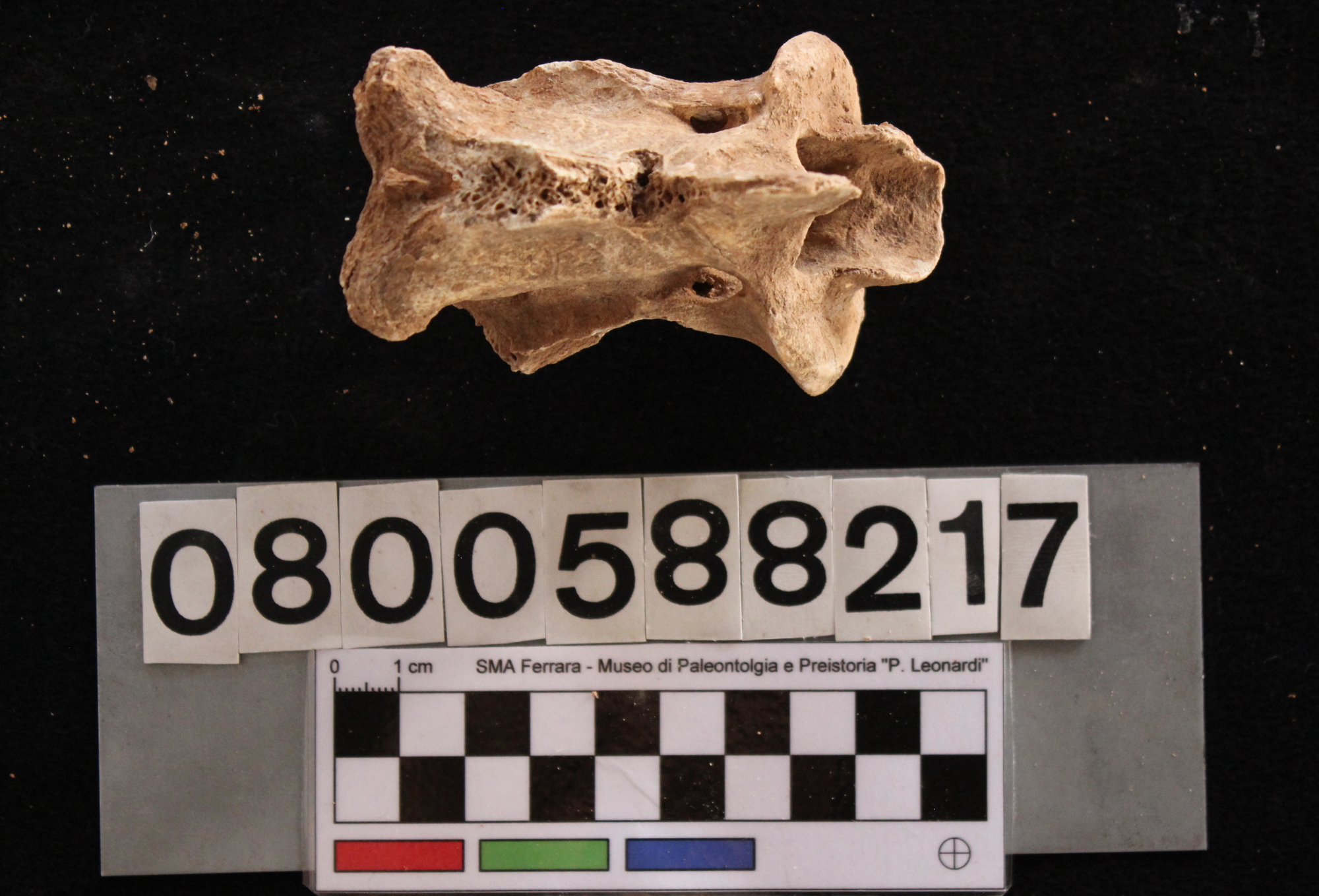 fossile (Cervus elaphus siciliae, epistrofeo, esemplare)