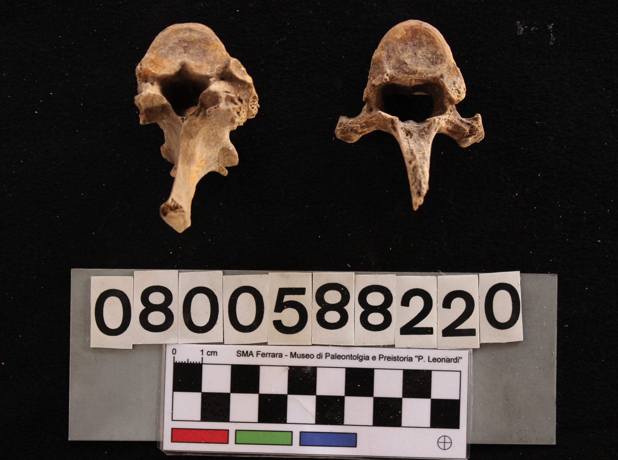 fossile (Sus scrofa, vertebre dorsali, serie)