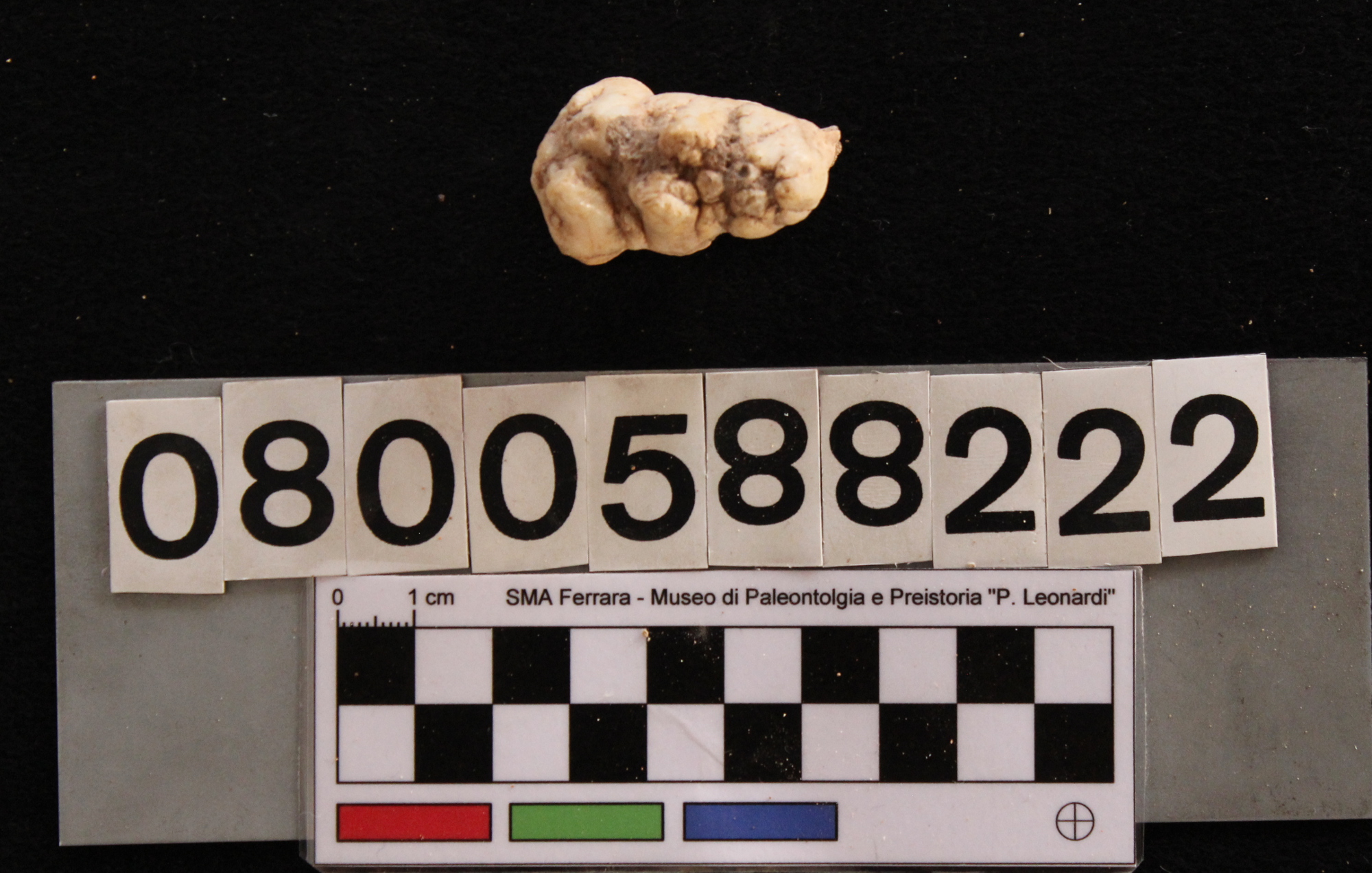 fossile (Sus scrofa, dente, esemplare)