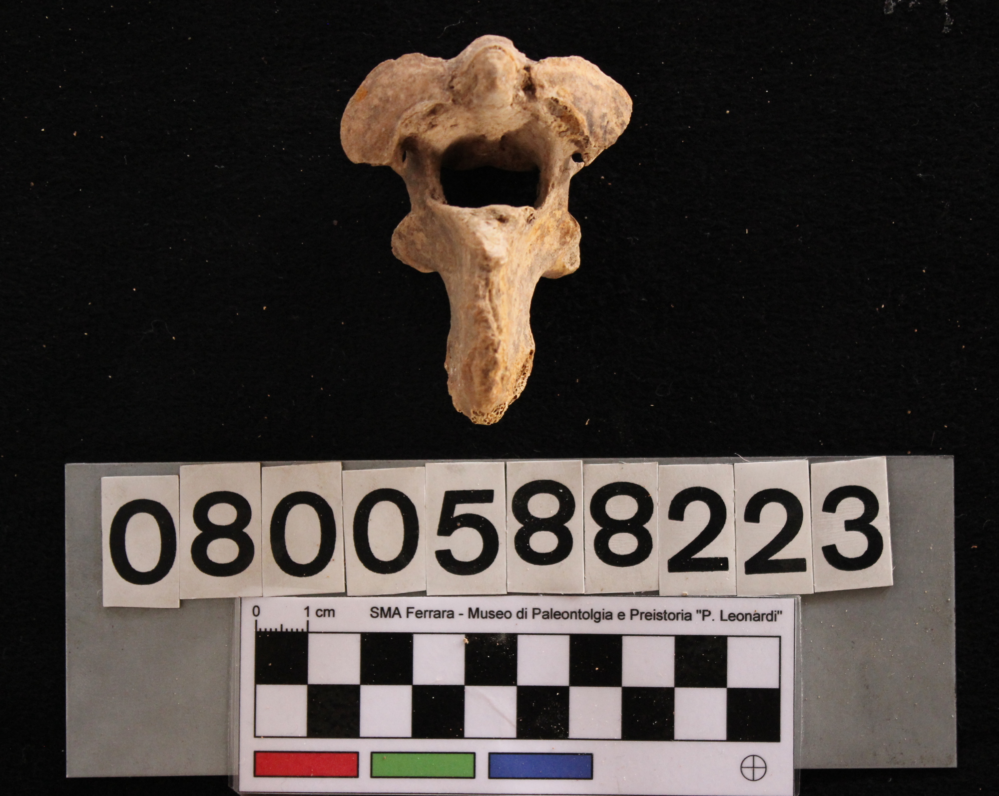 fossile (Sus scrofa, epistrofeo, esemplare)