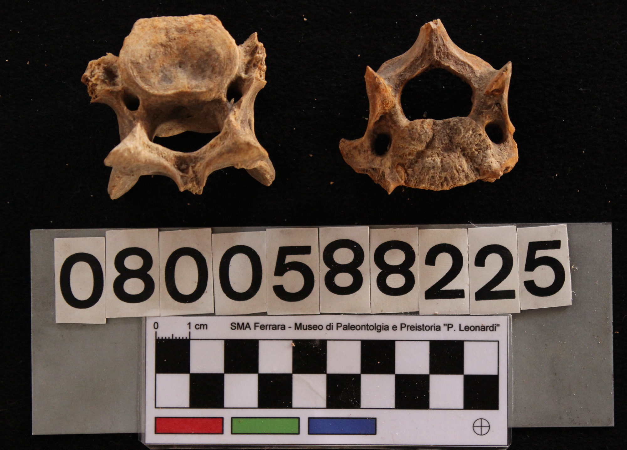 fossile (Sus scrofa, vertebre cervicali, serie)