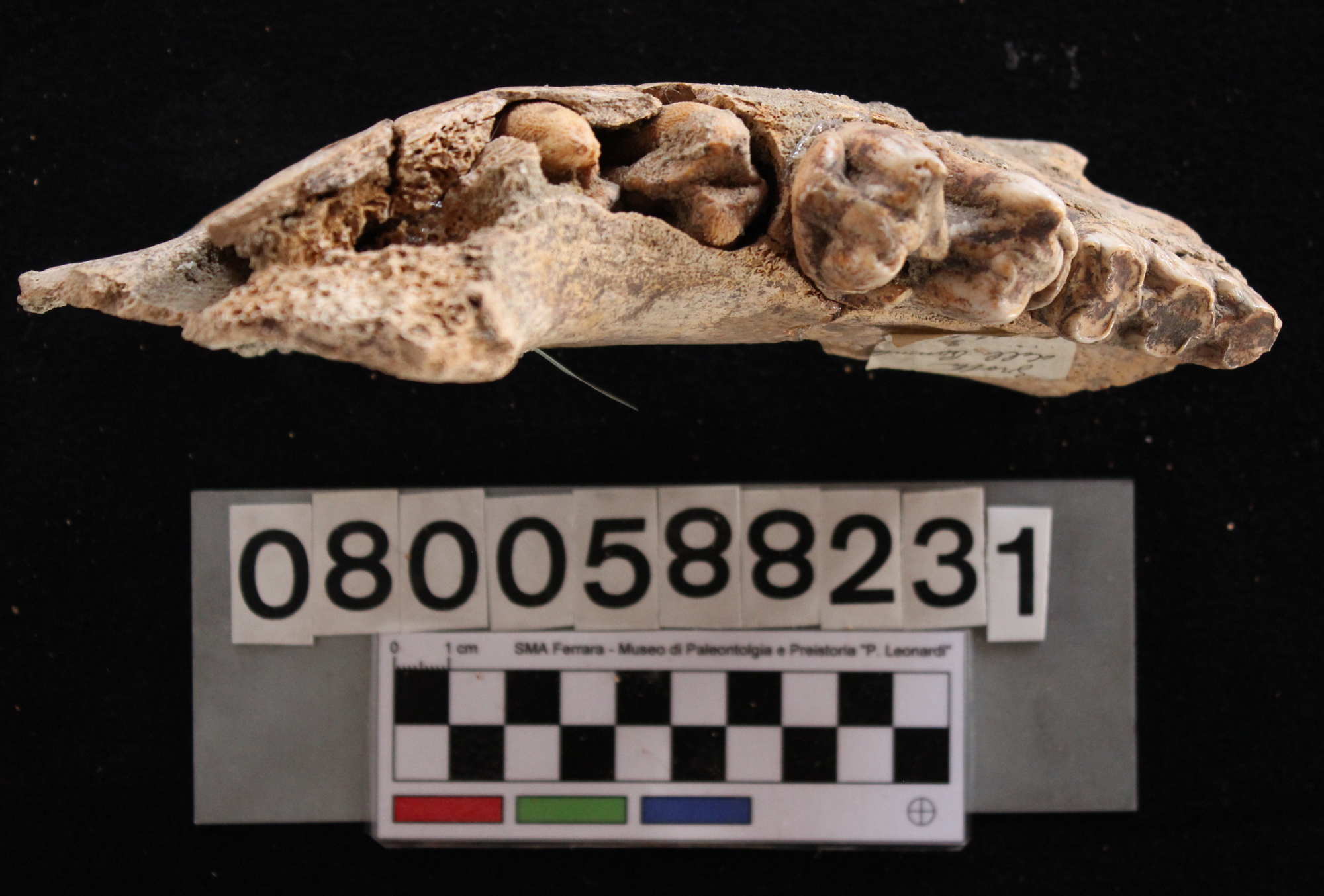 fossile (Hippopotamus pentlandi, mandibola, esemplare)