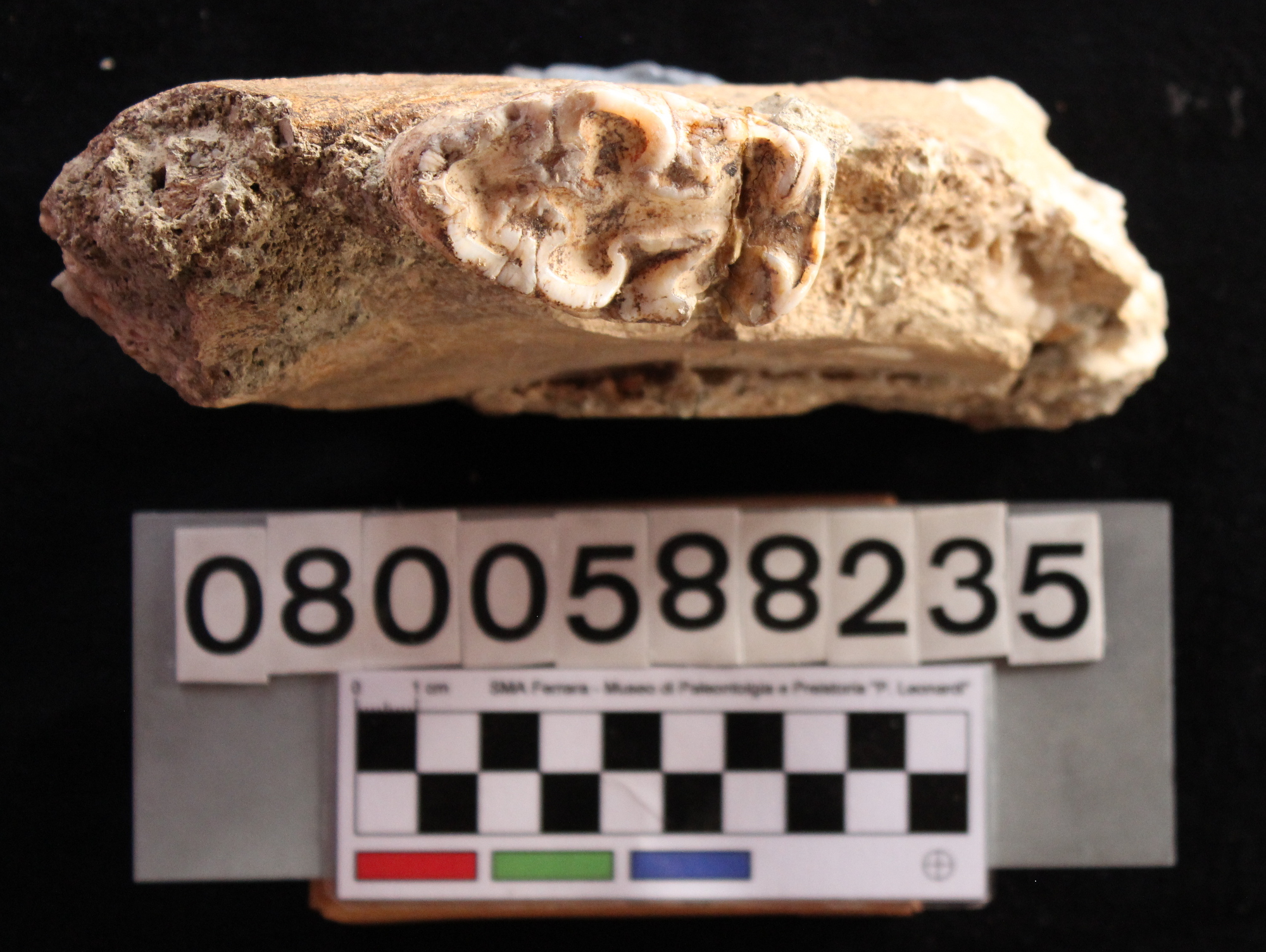 fossile (Hippopotamus pentlandi, mandibola, esemplare)