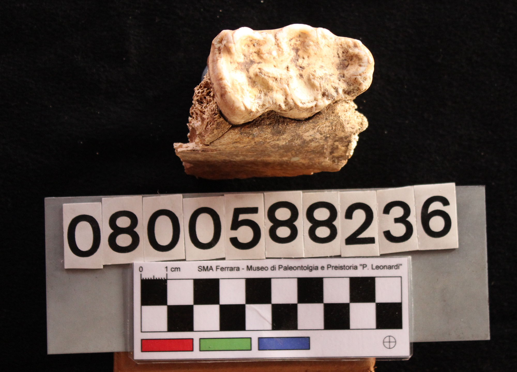 fossile (Hippopotamus pentlandi, mandibola, esemplare)