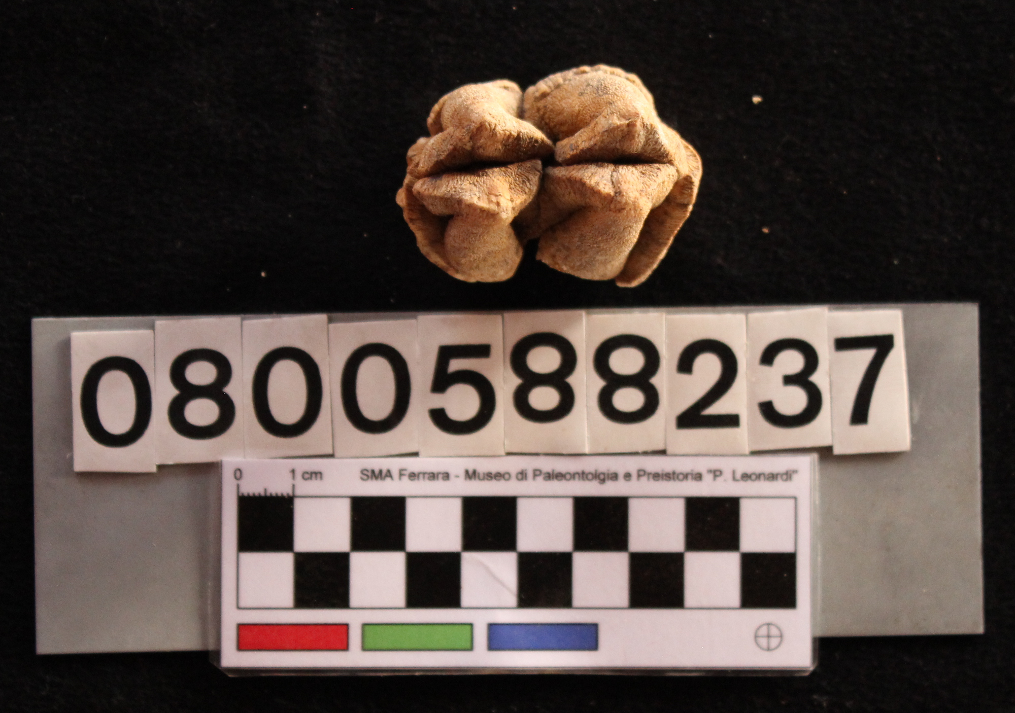 fossile (Hippopotamus pentlandi, dente, esemplare)