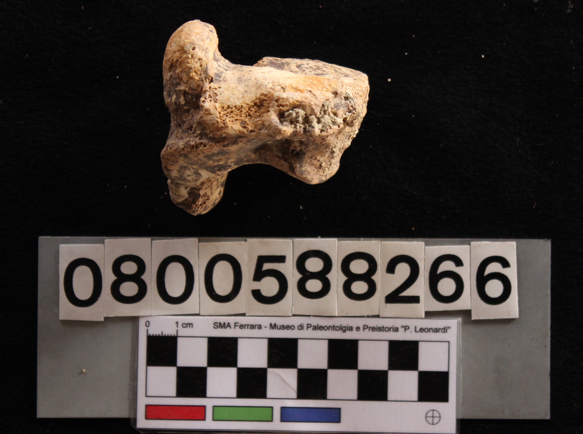 fossile (Hippopotamus pentlandi, cuboide, esemplare)