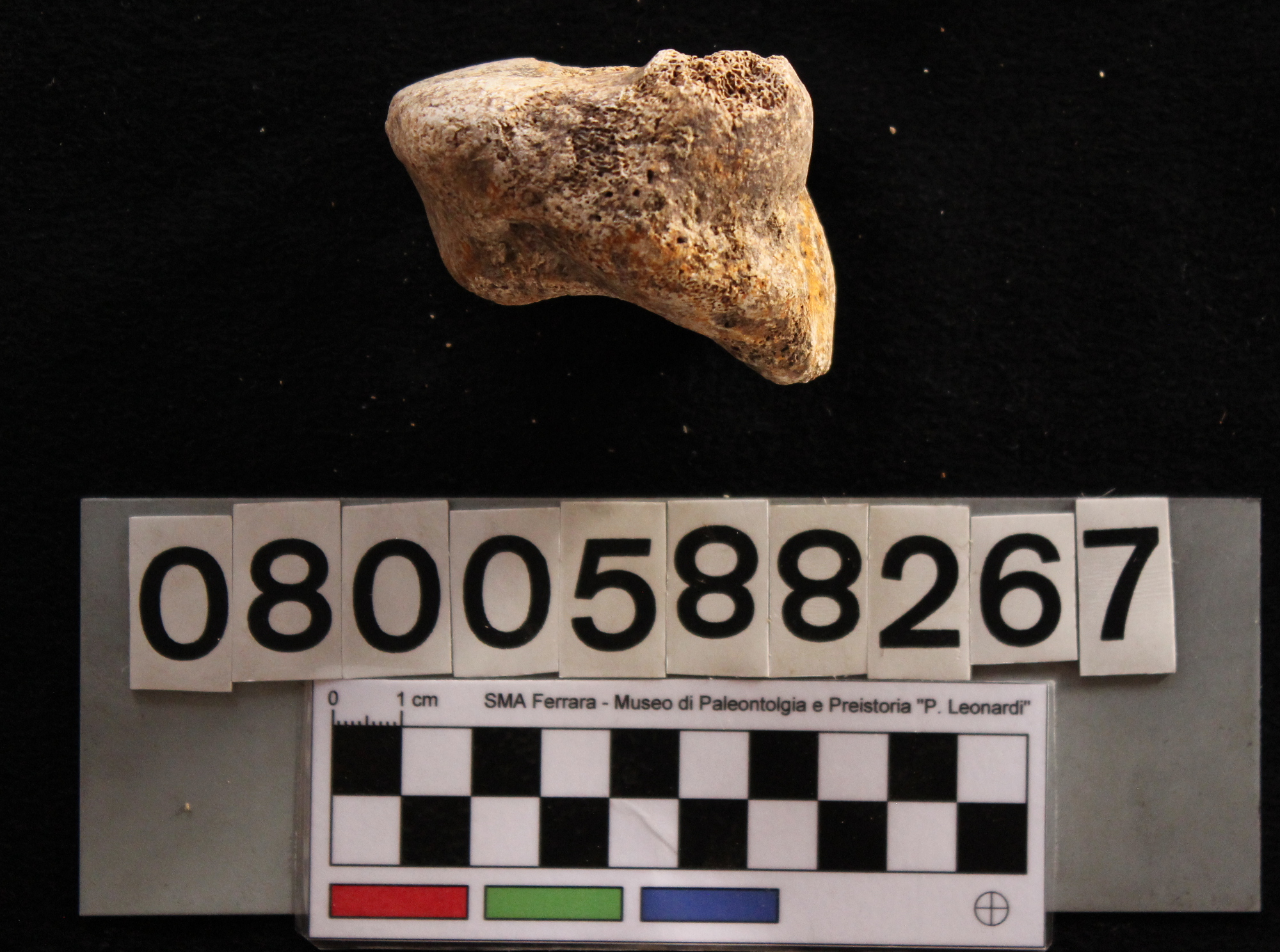 fossile (Hippopotamus pentlandi, cuboide, esemplare)