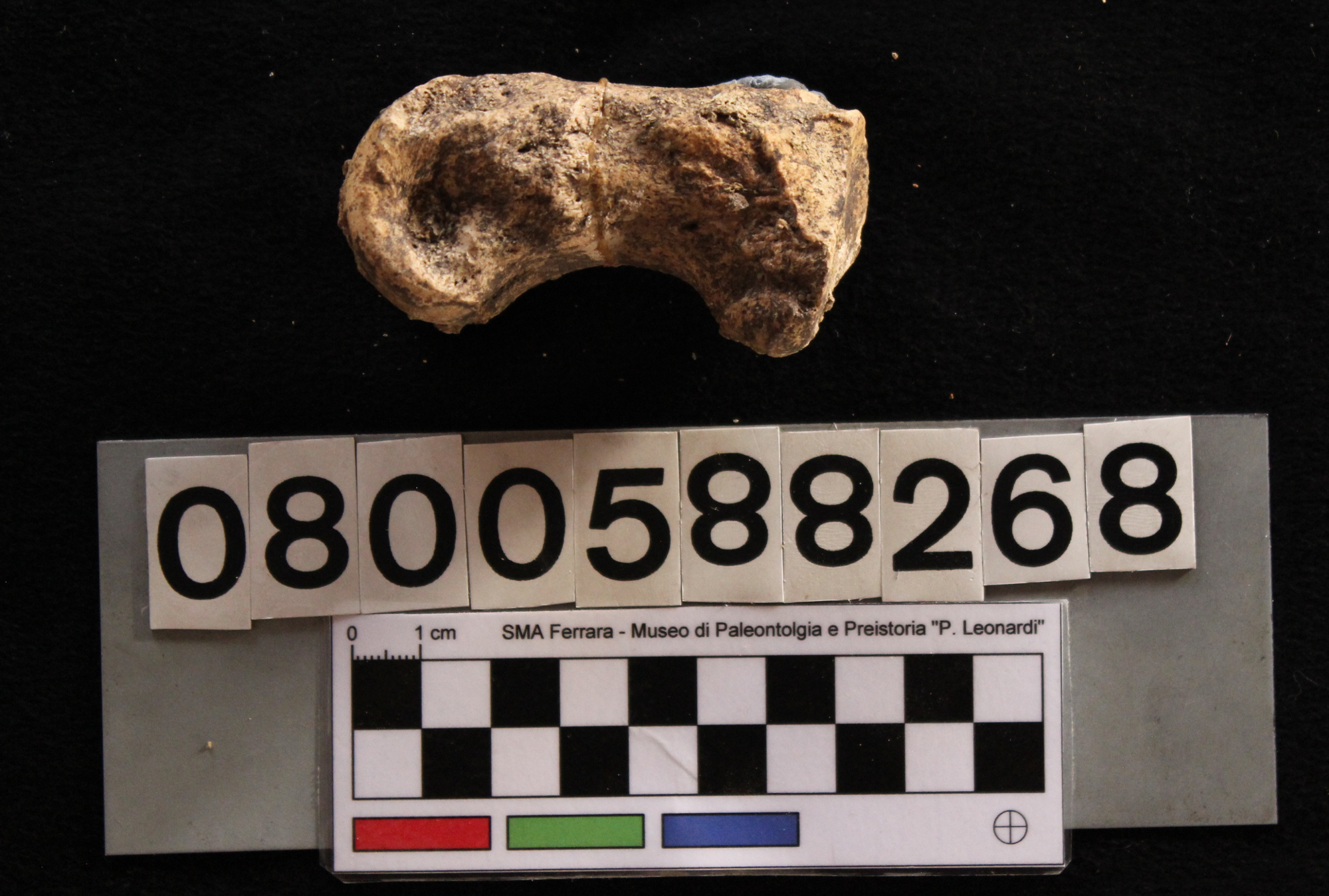 fossile (Hippopotamus pentlandi, metatarsale, esemplare)