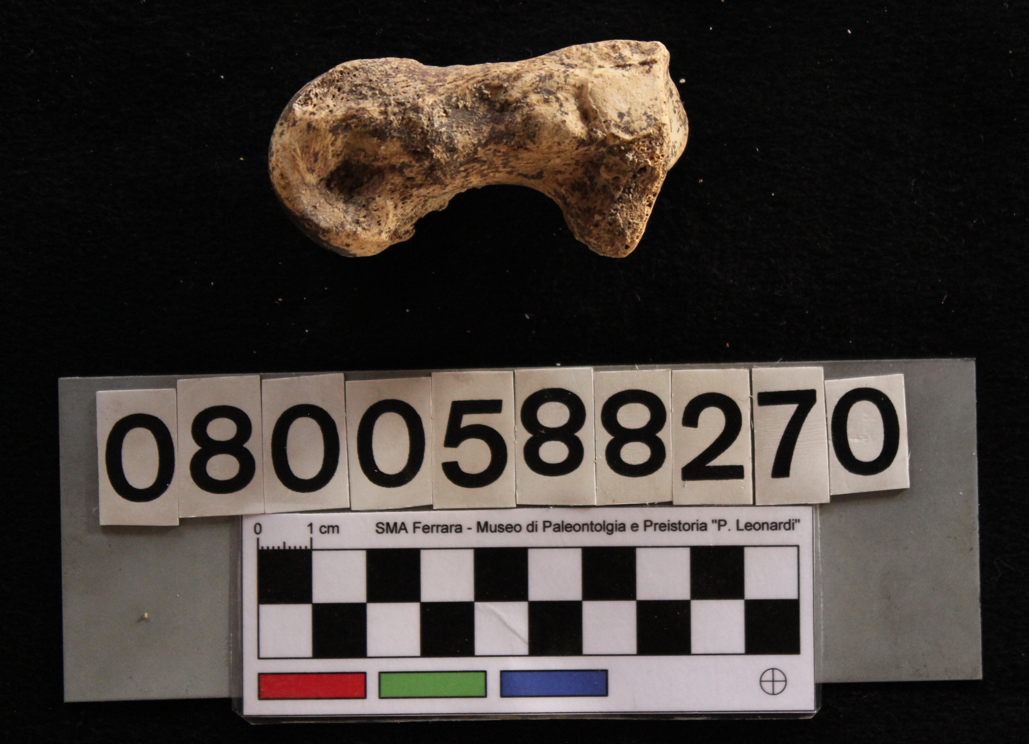 fossile (Hippopotamus pentlandi, metatarsale, esemplare)