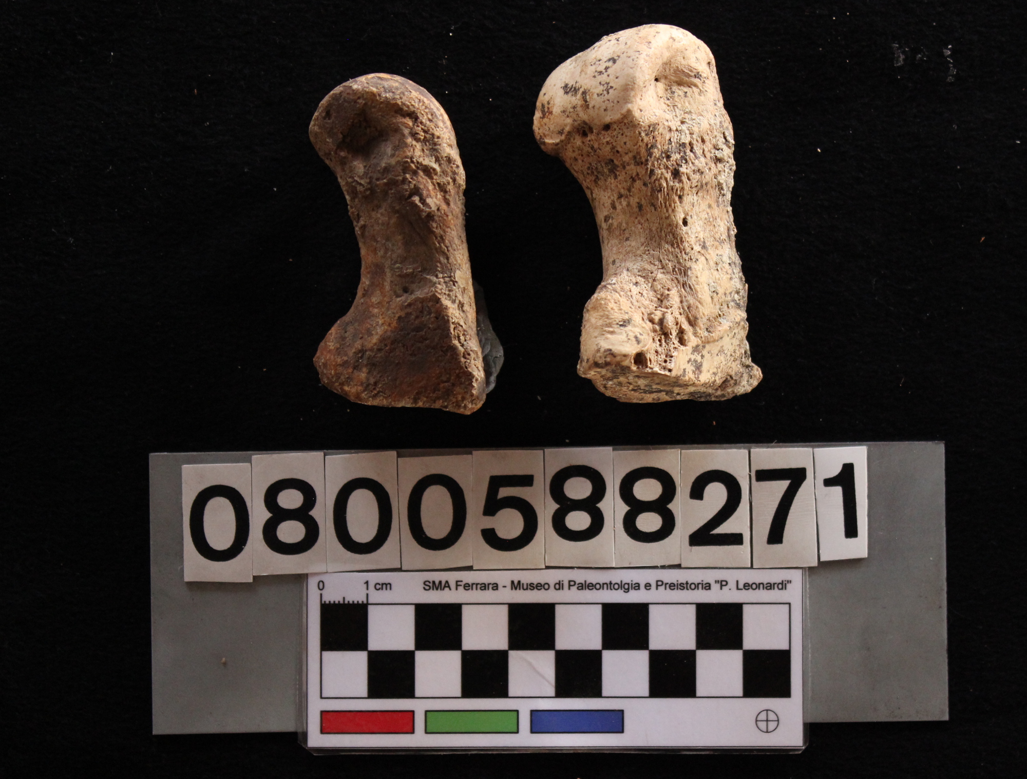 fossile (Hippopotamus pentlandi, metatarsi, serie)