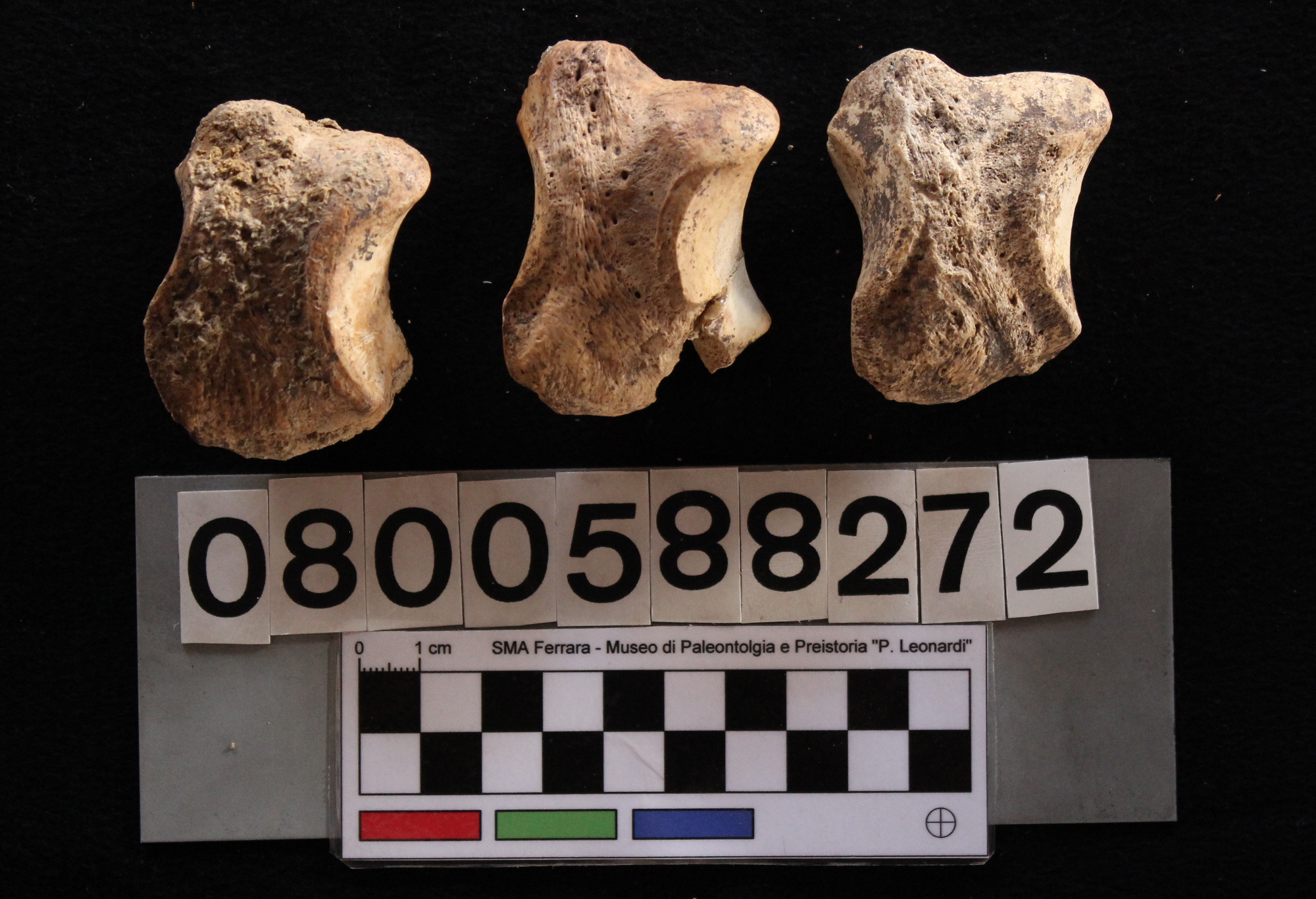 fossile (Hippopotamus pentlandi, scafoidi, serie)