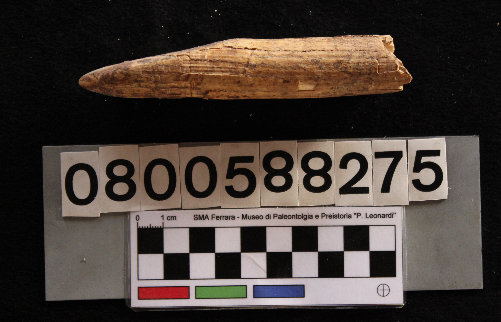 fossile (Hippopotamus pentlandi, dente, esemplare)