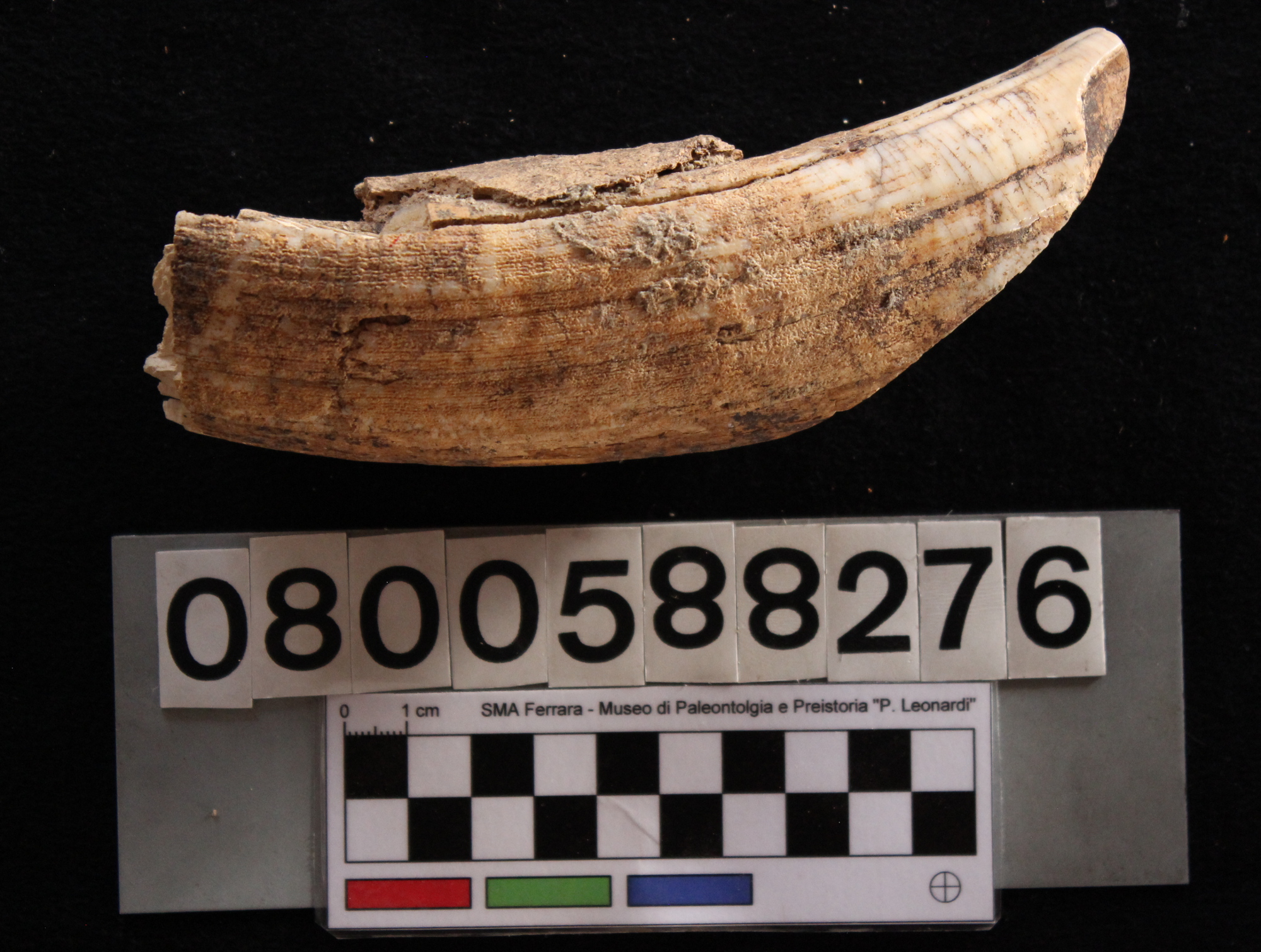 fossile (Hippopotamus pentlandi, canino, esemplare)