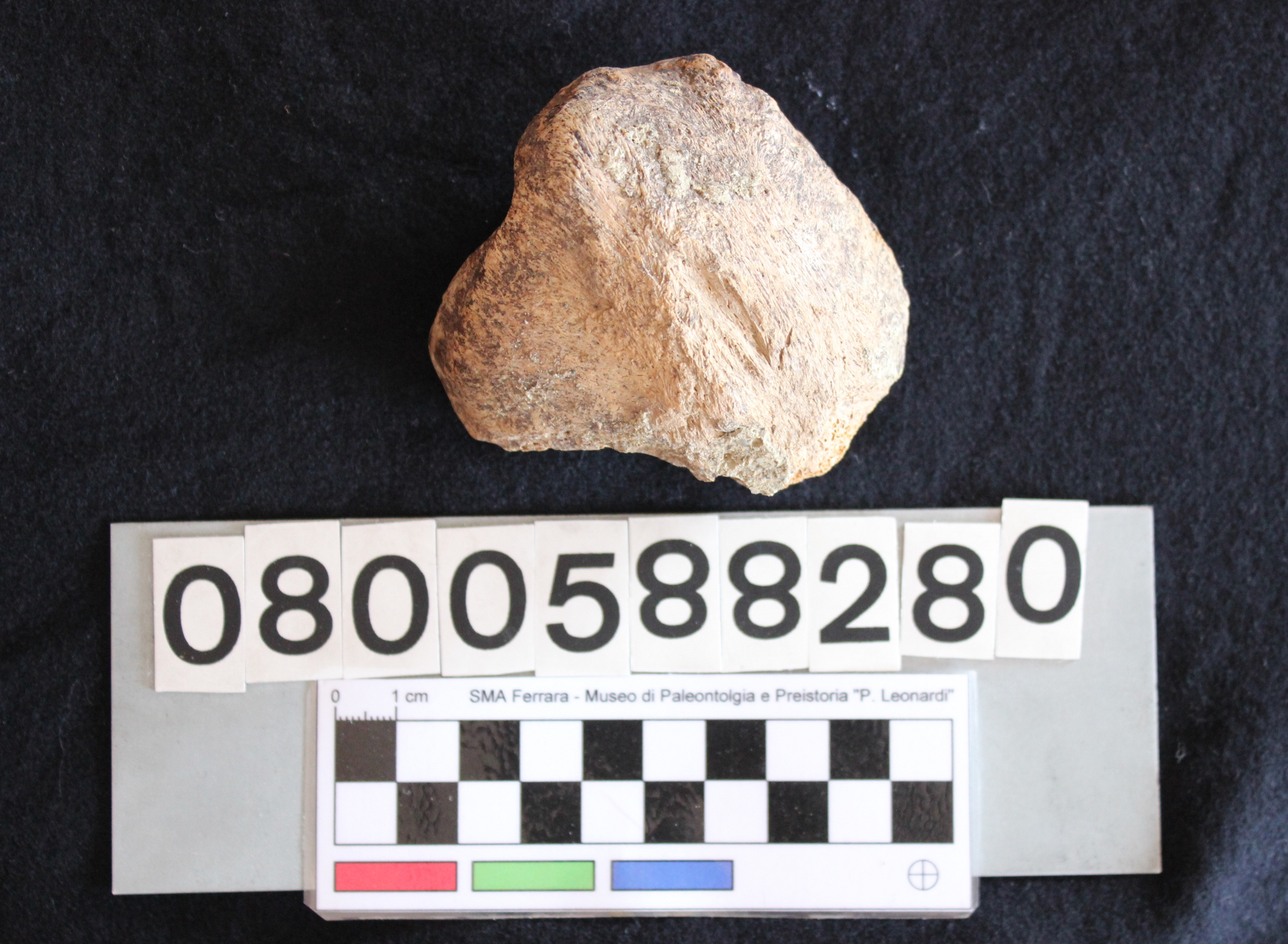 fossile (Hippopotamus pentlandi, rotula, esemplare)