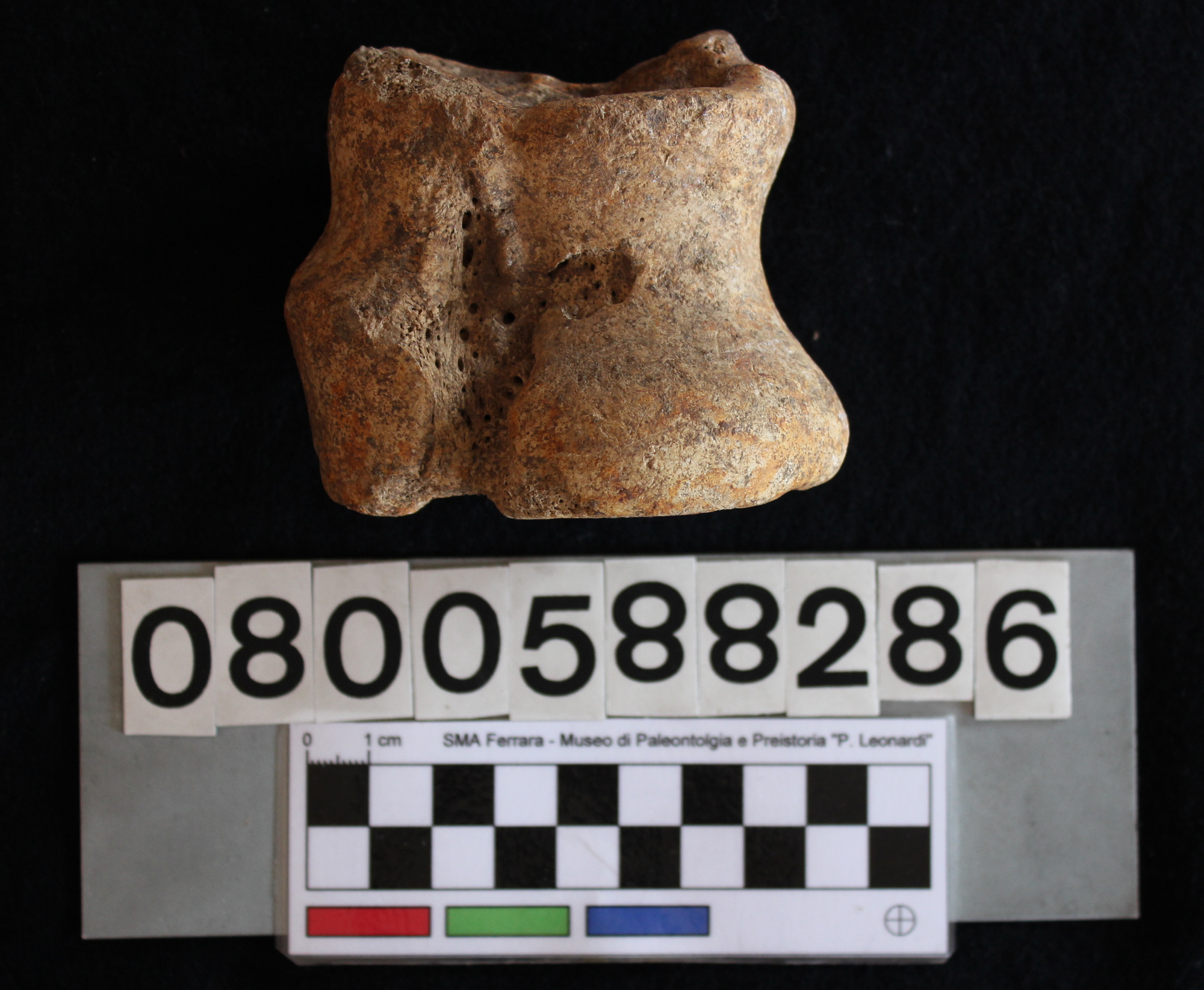 fossile (Hippopotamus pentlandi, astragalo, esemplare)