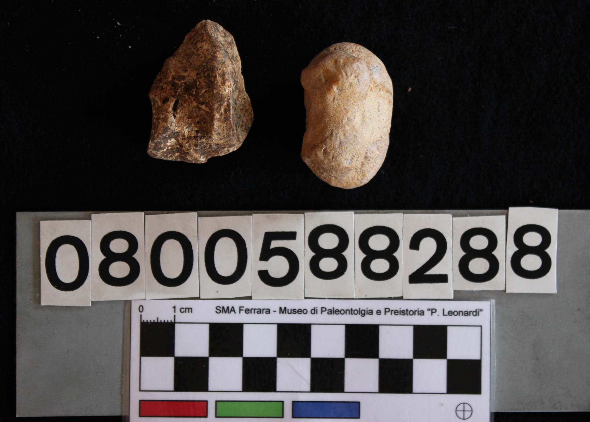 fossile (Hippopotamus pentlandi, falangi, serie)