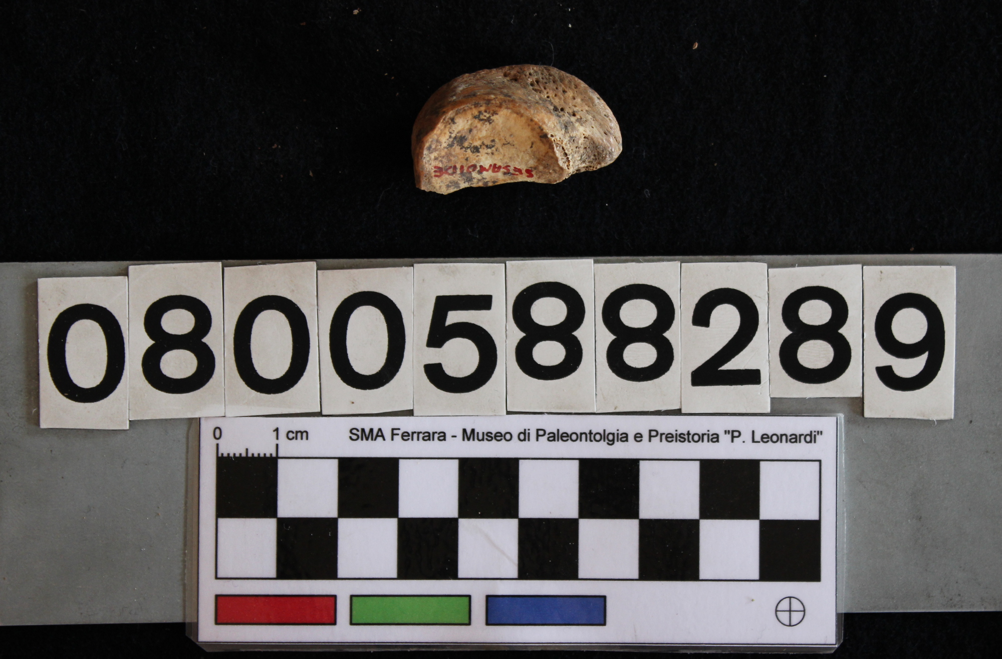 fossile (Hippopotamus pentlandi, sesamoide, esemplare)