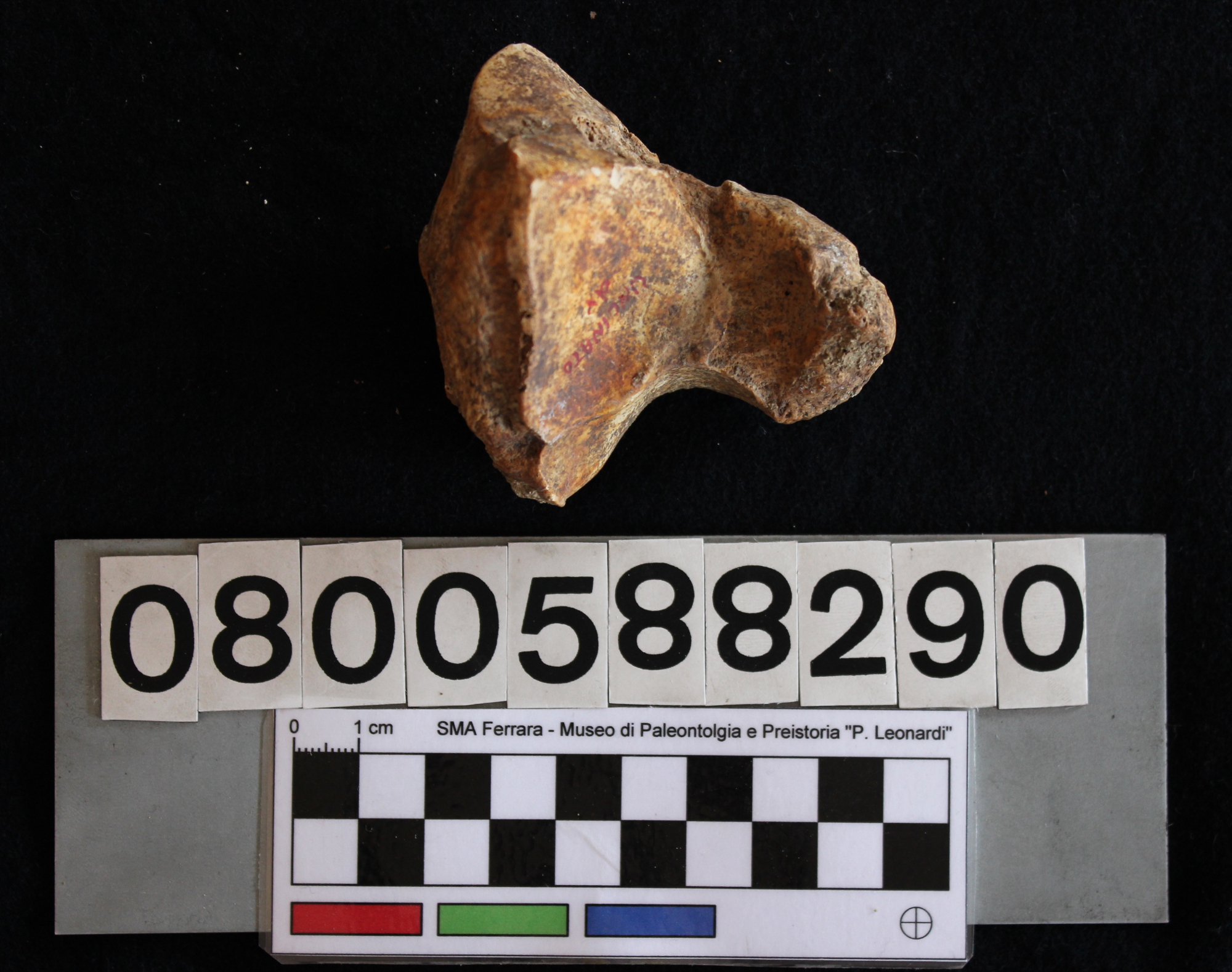 fossile (Hippopotamus pentlandi, uncinato, esemplare)