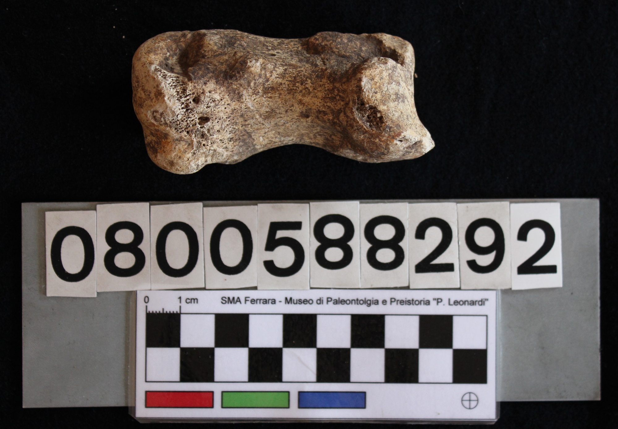 fossile (Hippopotamus pentlandi, metacarpo, esemplare)