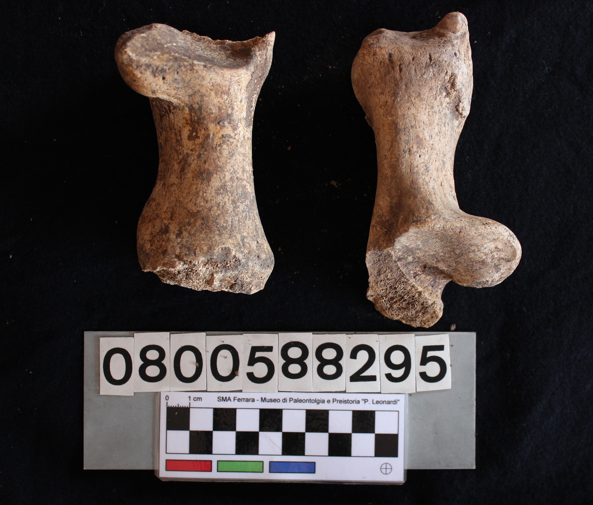 fossile (Hippopotamus pentlandi, metacarpo, esemplare)