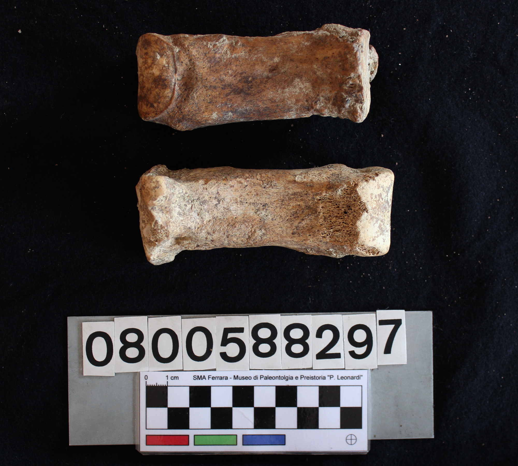 fossile (Hippopotamus pentlandi, metacarpi, serie)