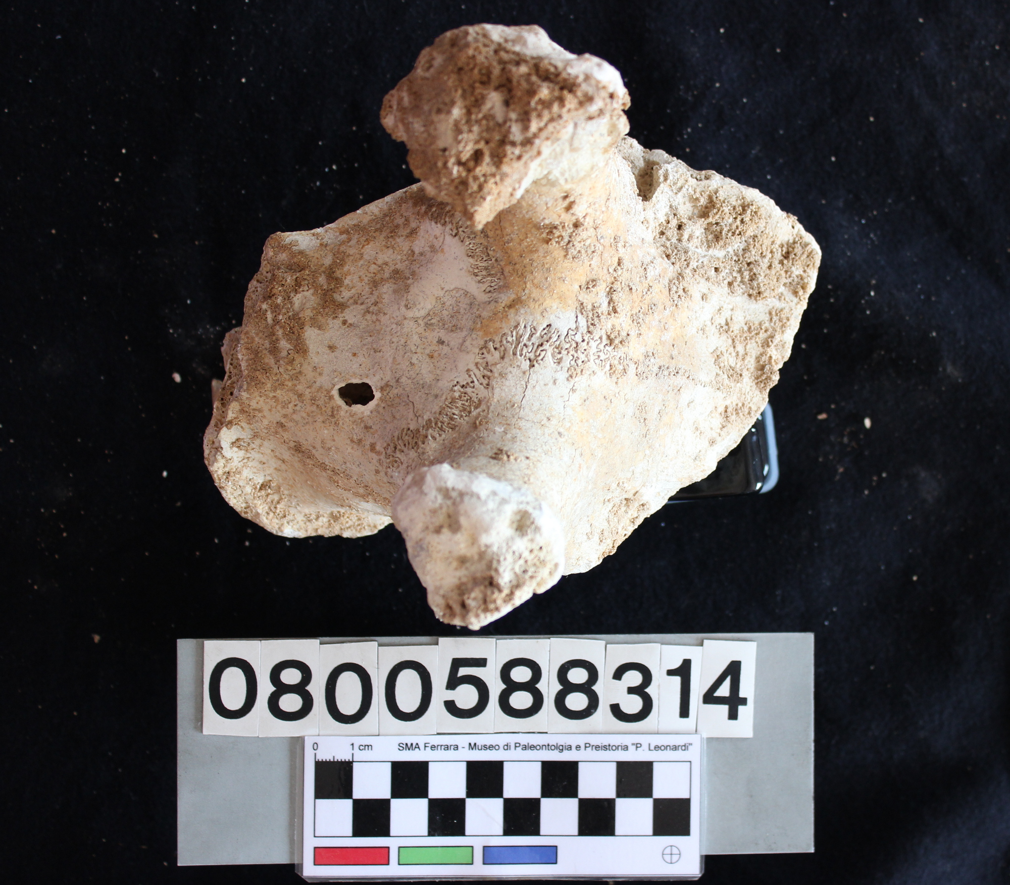 fossile (Cervus elaphus siciliae, cranio con rosette, esemplare)