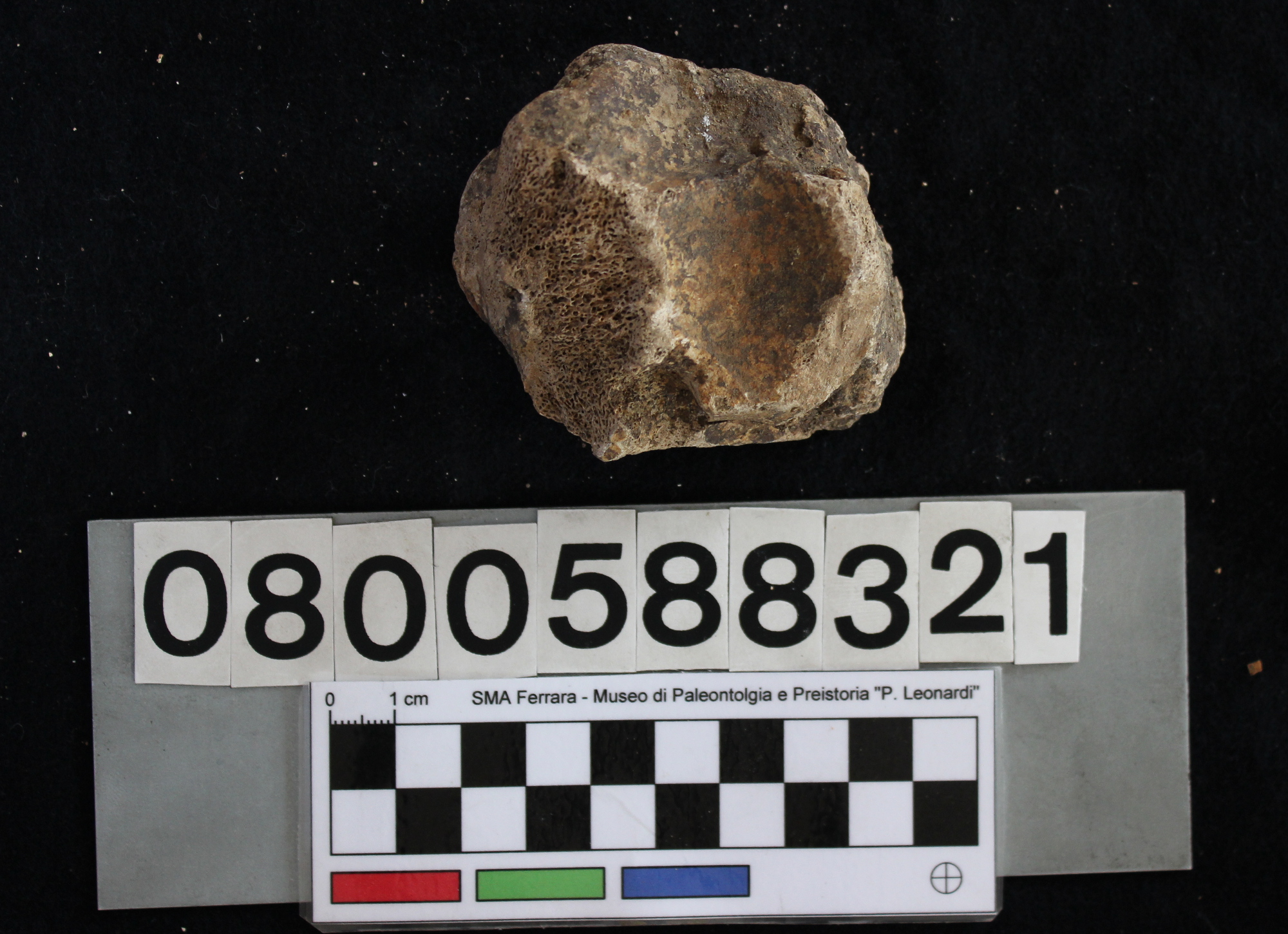 fossile (Hippopotamus pentlandi, cuboide, esemplare)