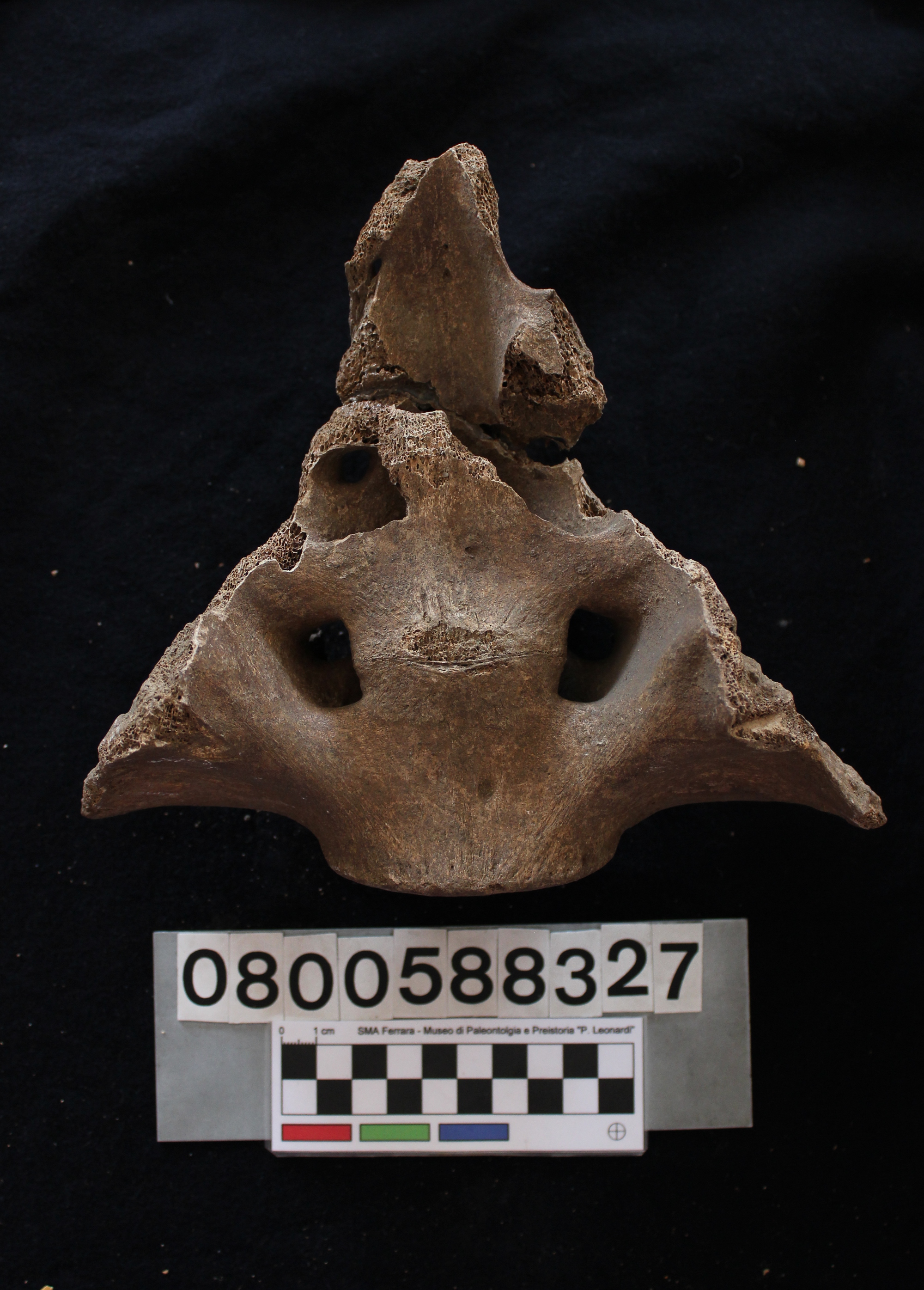 fossile (Hippopotamus pentlandi, osso sacro, esemplare)