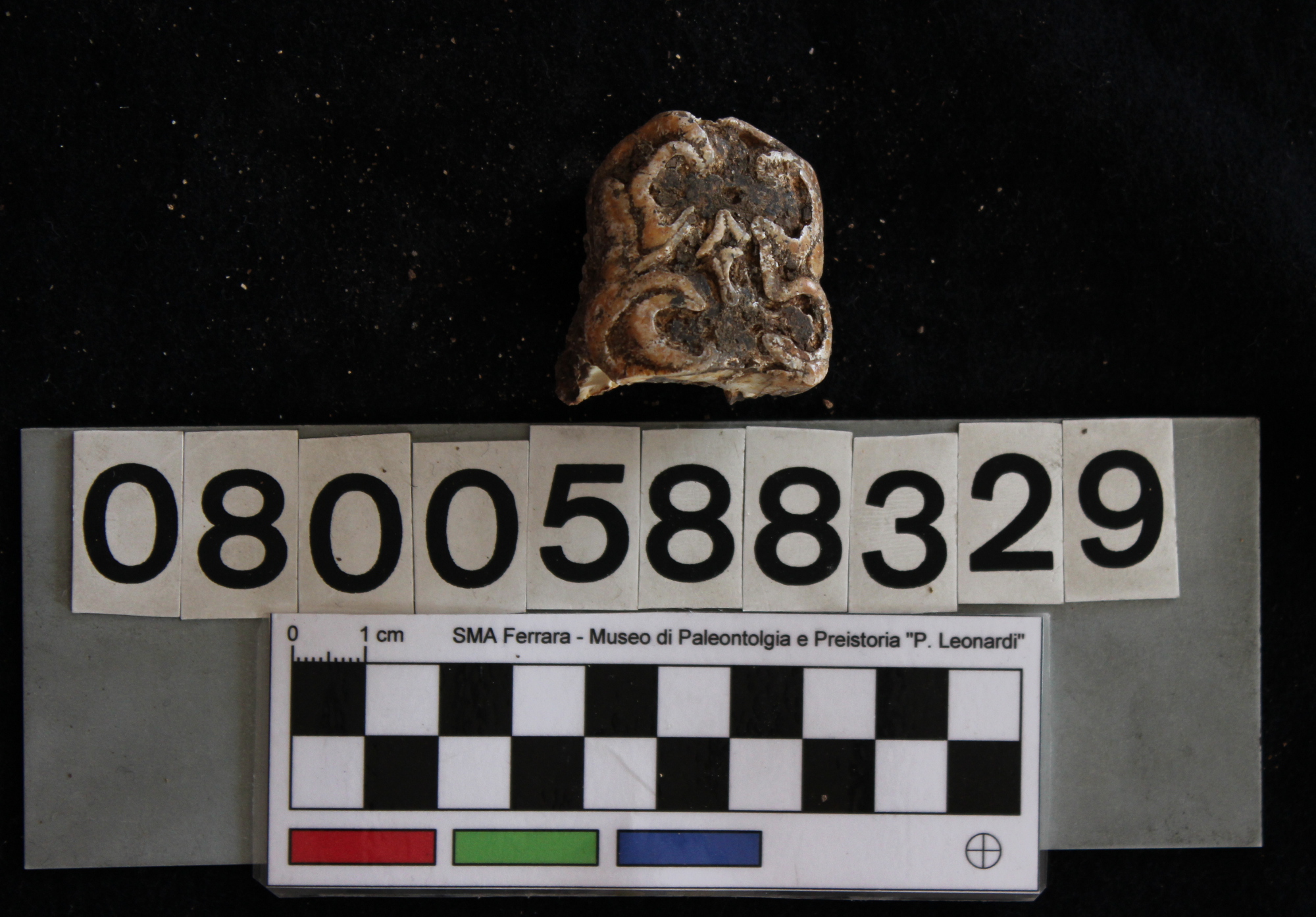 fossile (Hippopotamus pentlandi, dente, esemplare)