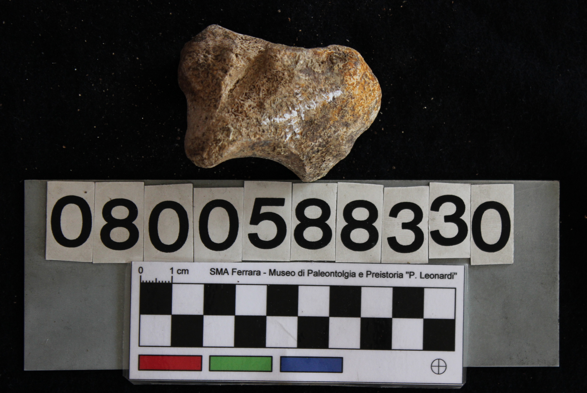 fossile (Hippopotamus pentlandi, scafoide, esemplare)