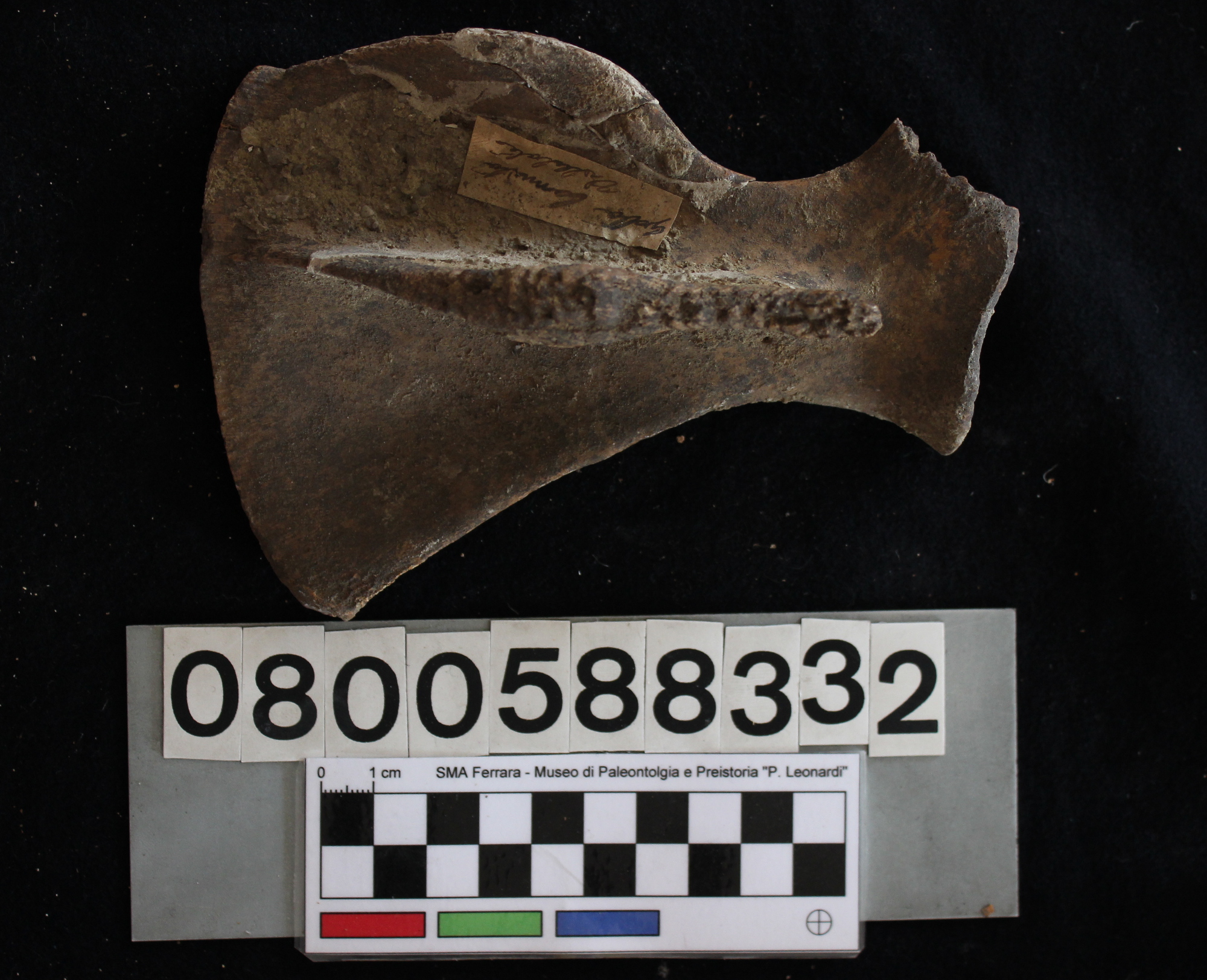 fossile (Hippopotamus pentlandi, scapola, esemplare)