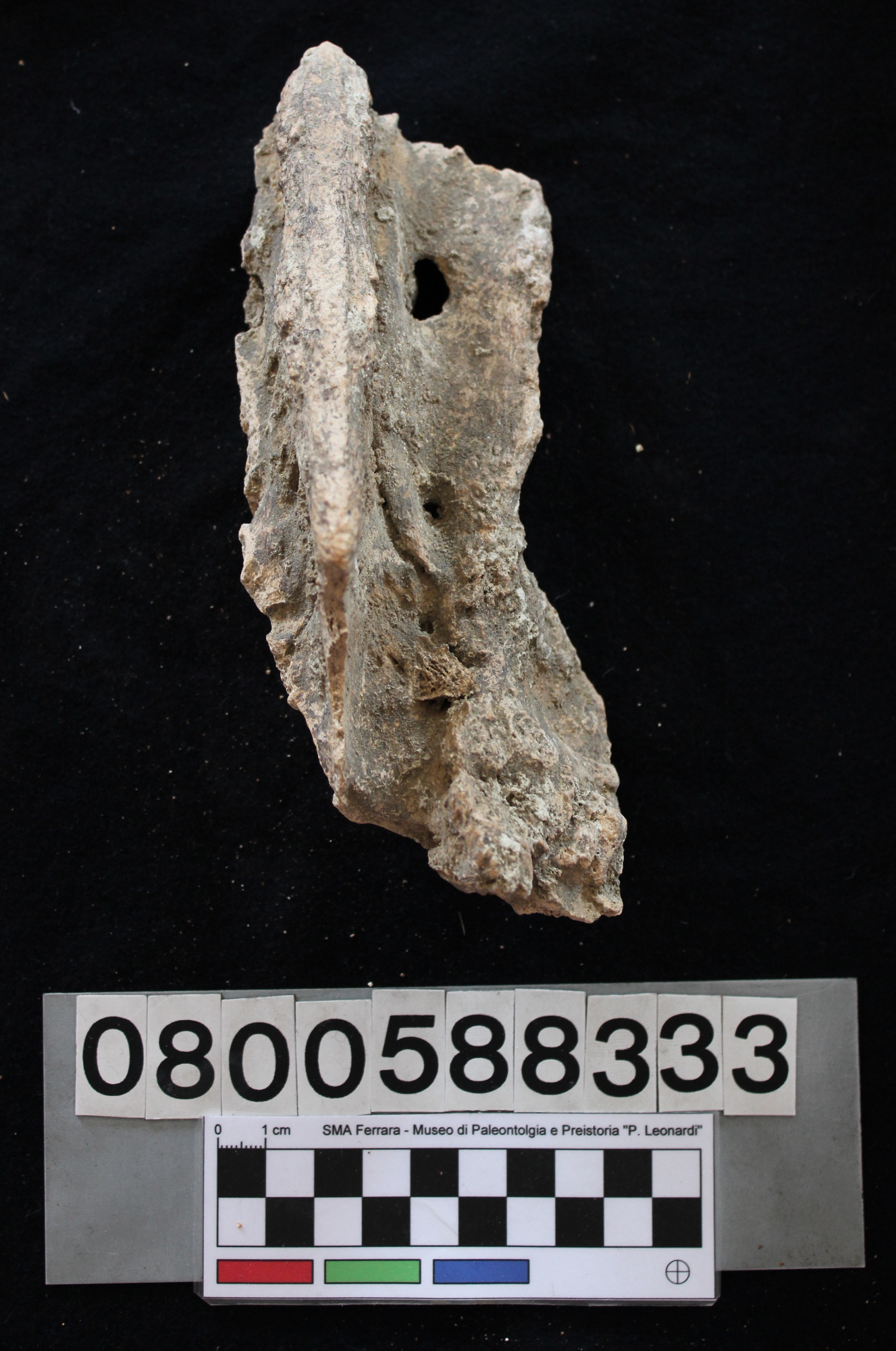 fossile (Hippopotamus pentlandi, osso sacro, esemplare)