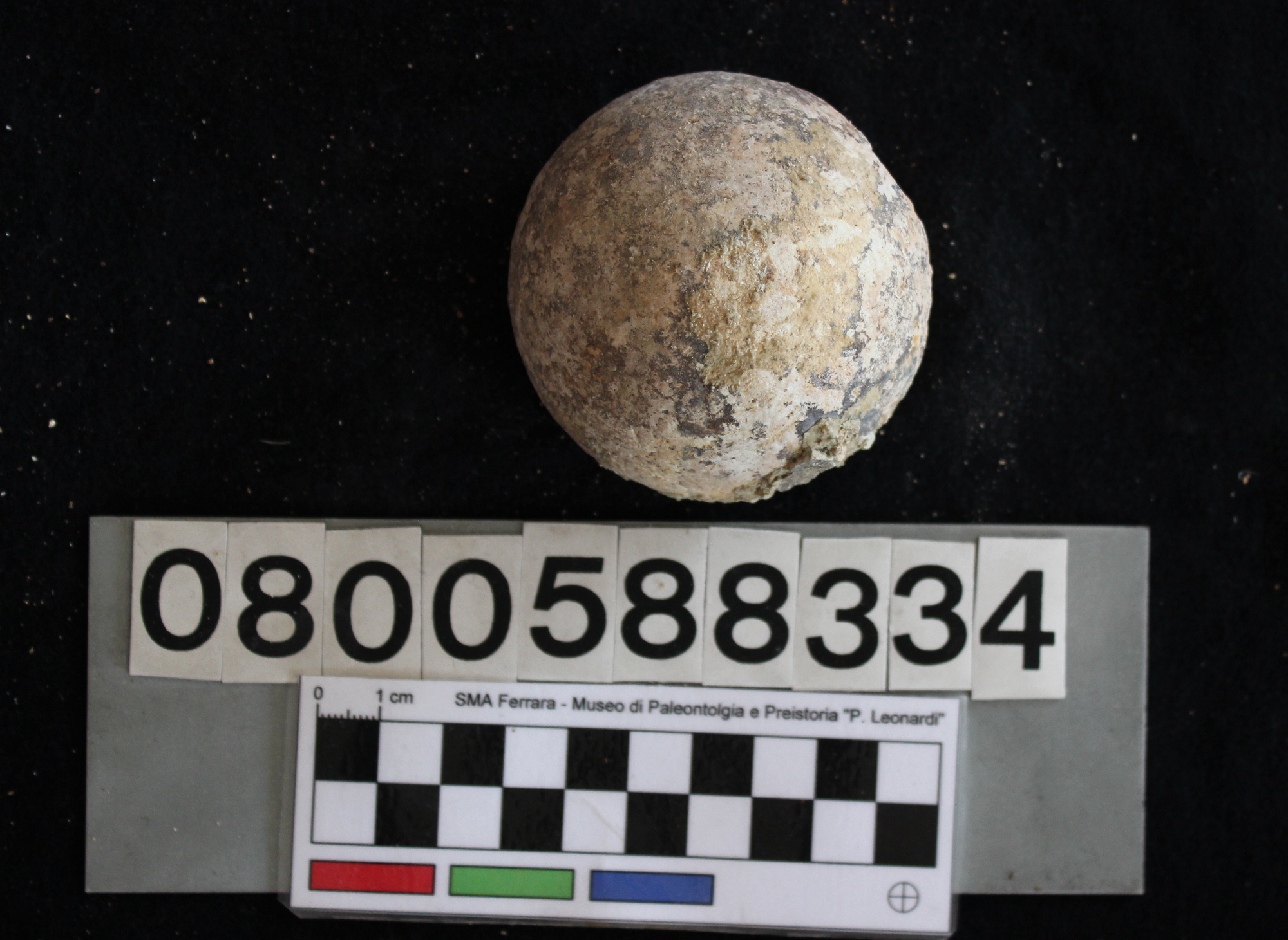 fossile (Hippopotamus pentlandi, testa di femore, esemplare)