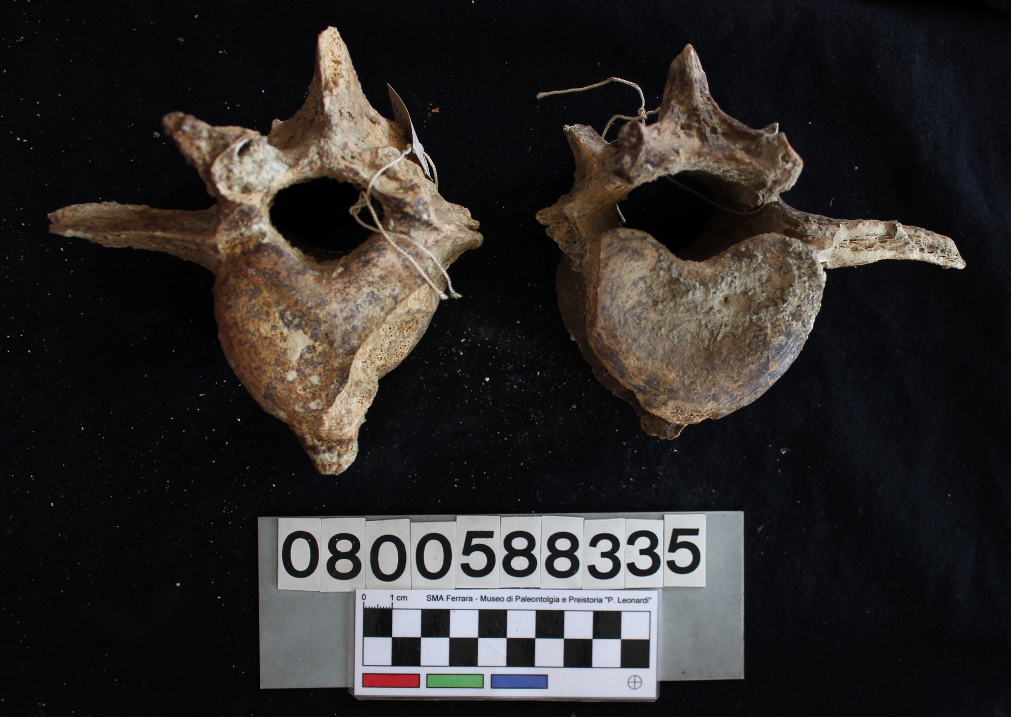 fossile (Hippopotamus pentlandi, vertebre lombari, serie)