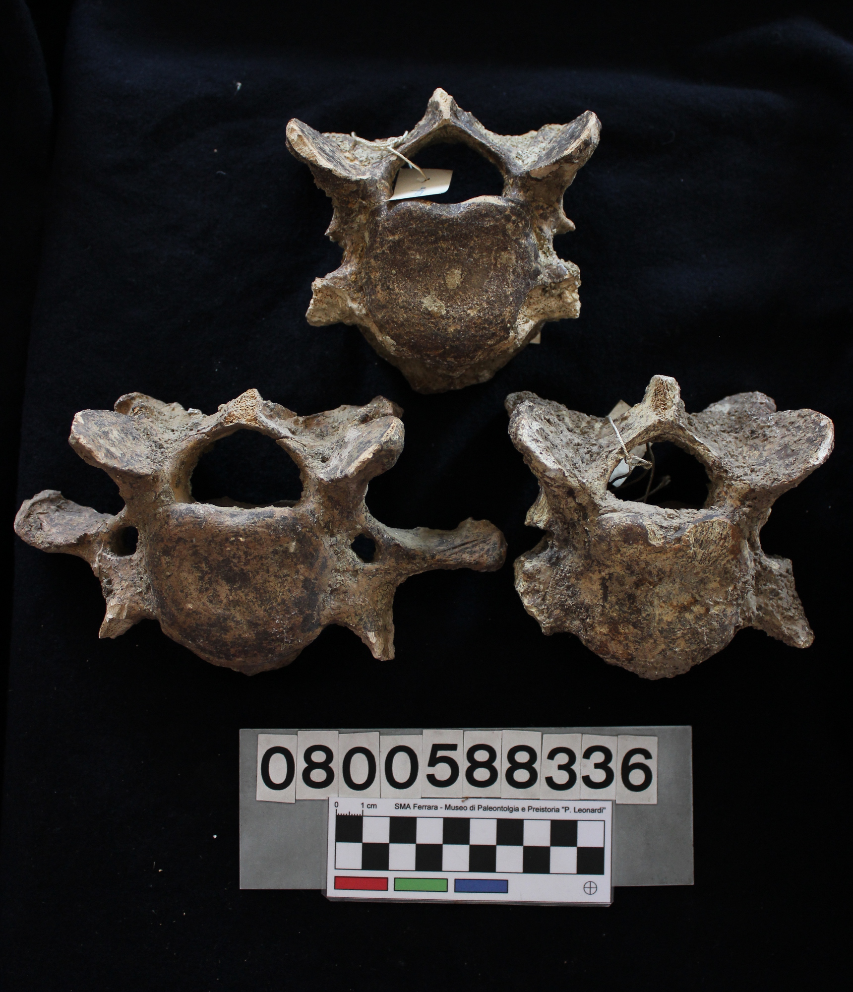 fossile (Hippopotamus pentlandi, vertebre cervicali, serie)