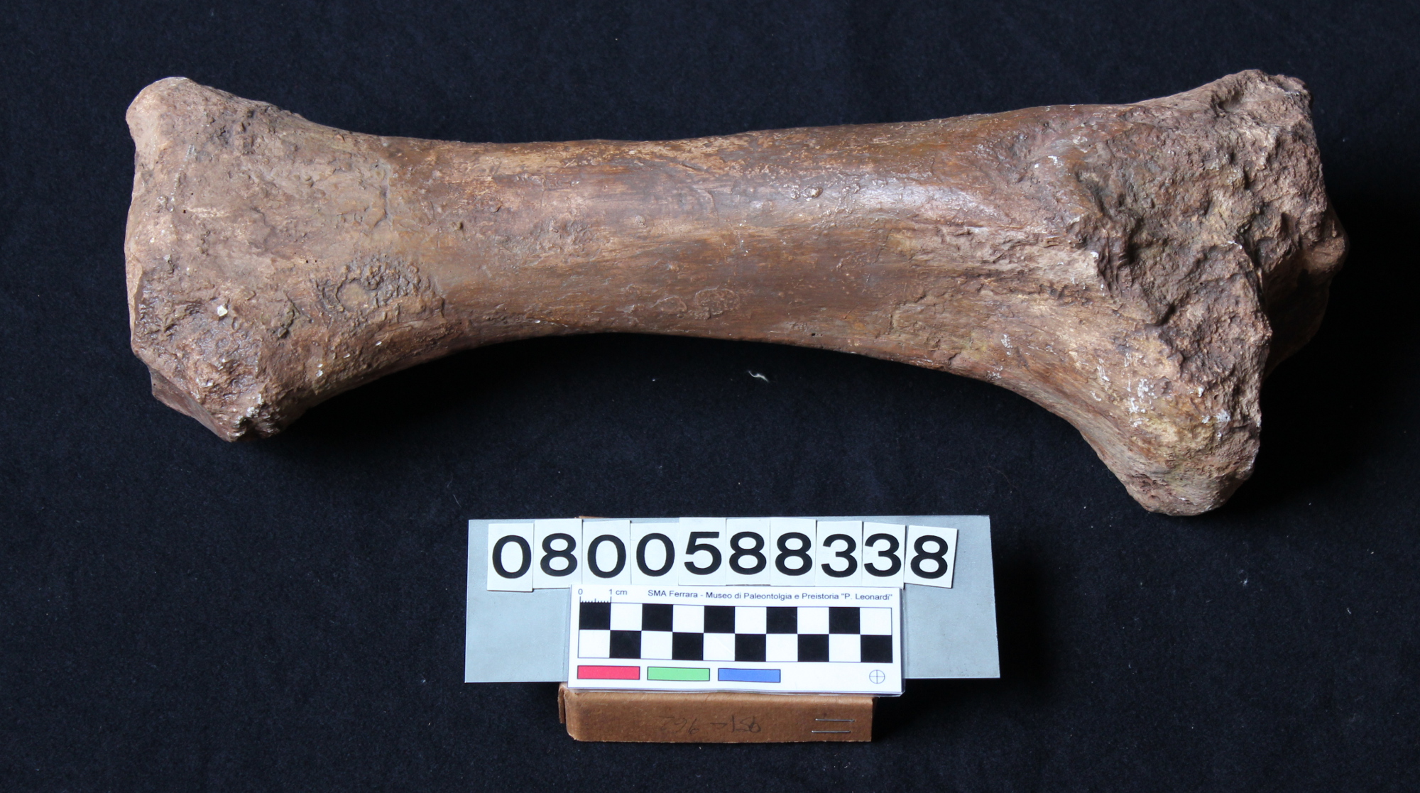 replica (modello) (Elephas mnaidriensis, tibia, esemplare)