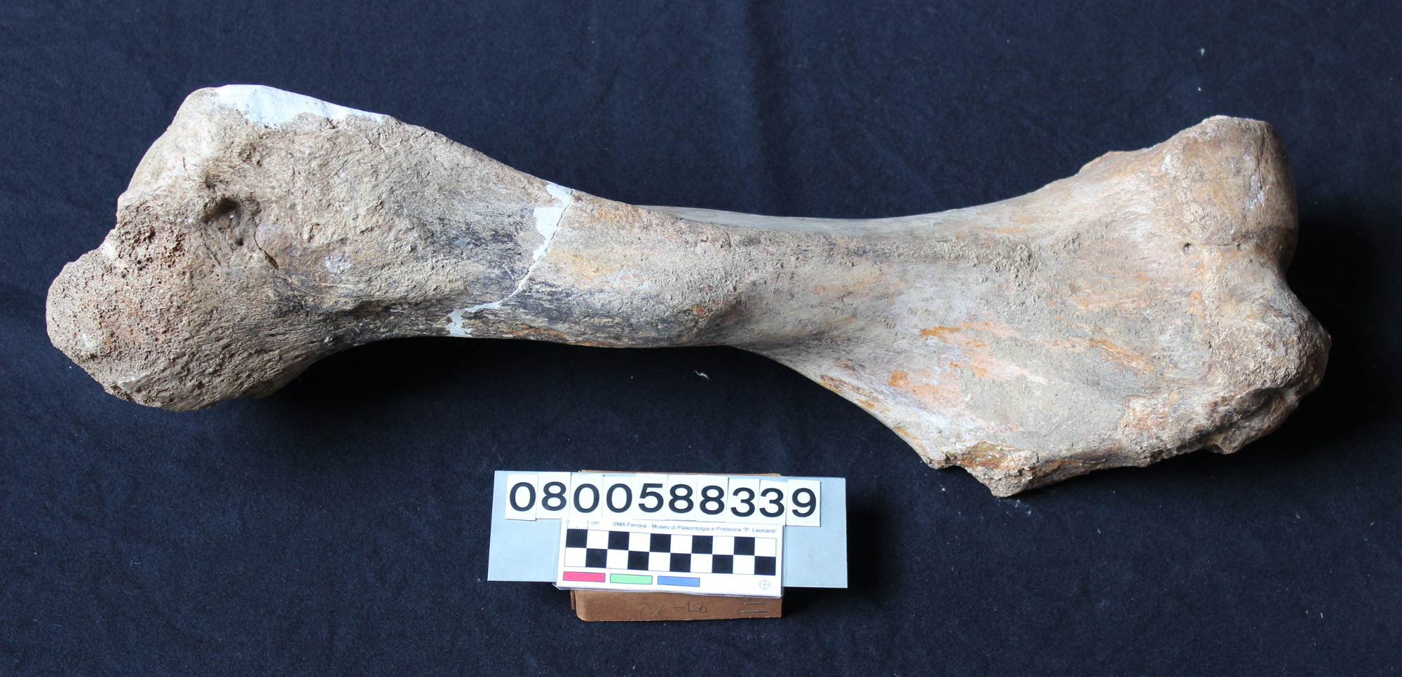 fossile (Elephas mnaidriensis, omero, esemplare)