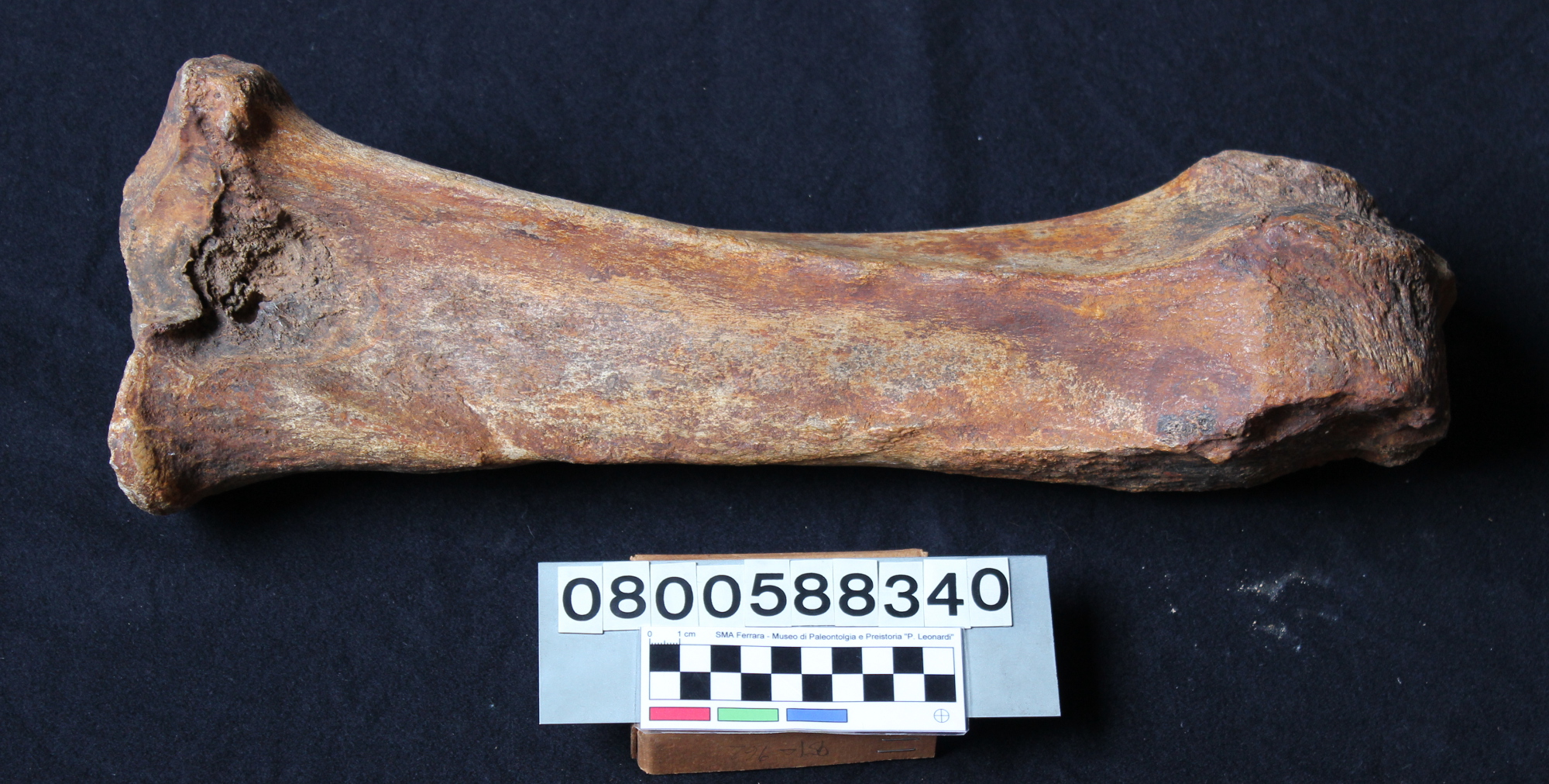 fossile (Elephas mnaidriensis, tibia, esemplare)