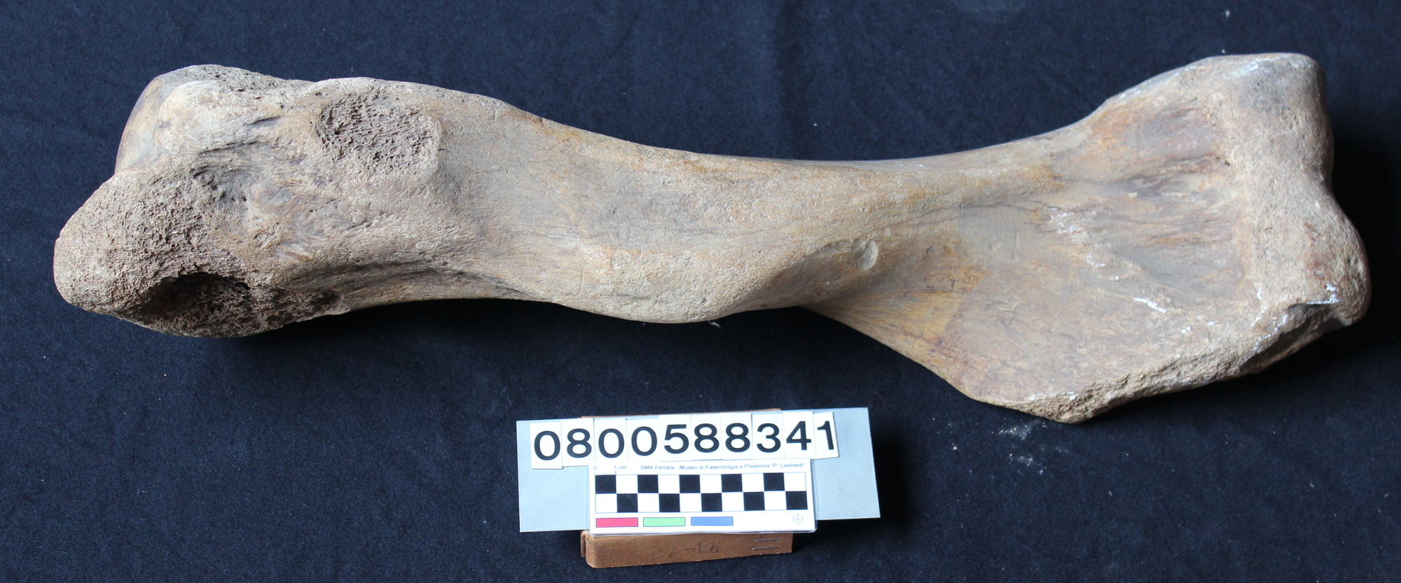 fossile (Elephas mnaidriensis, omero, esemplare)