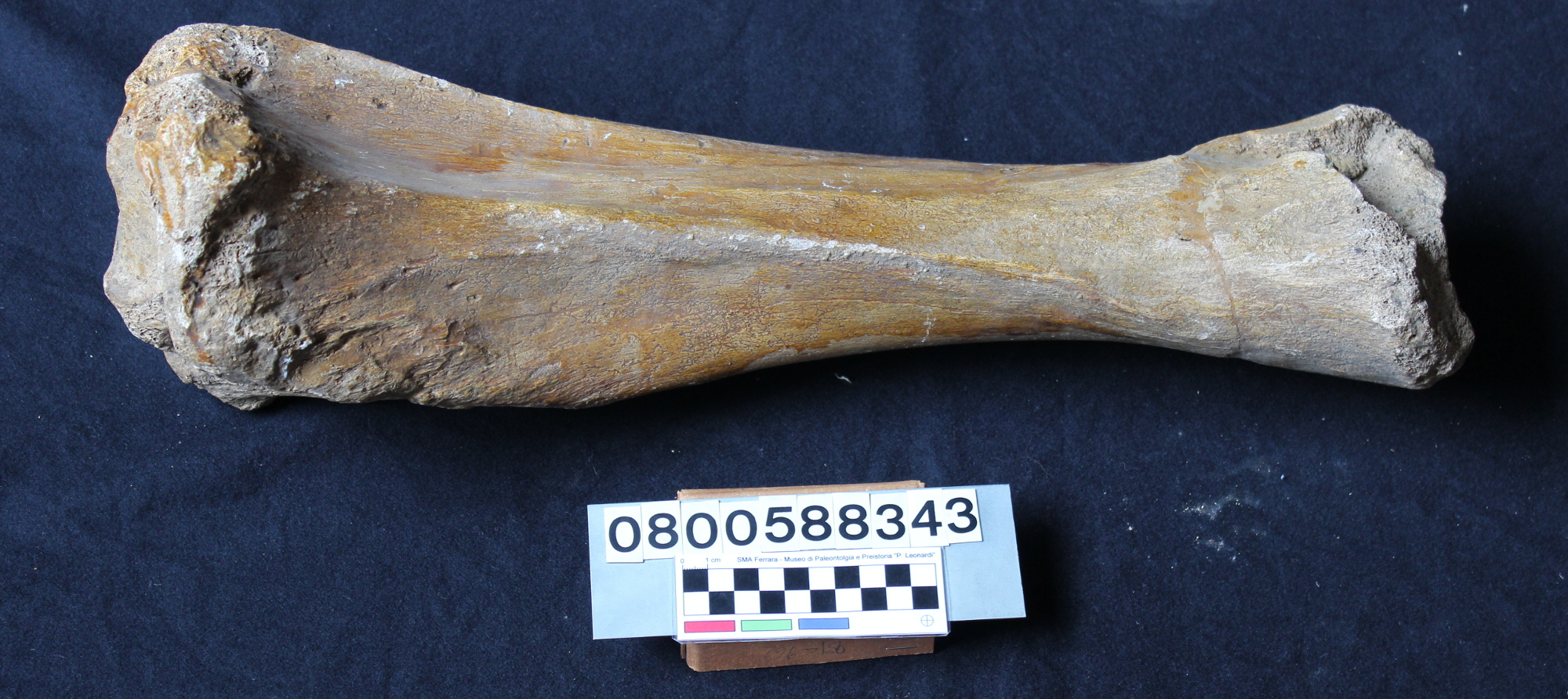 fossile (Elephas mnaidriensis, tibia, esemplare)