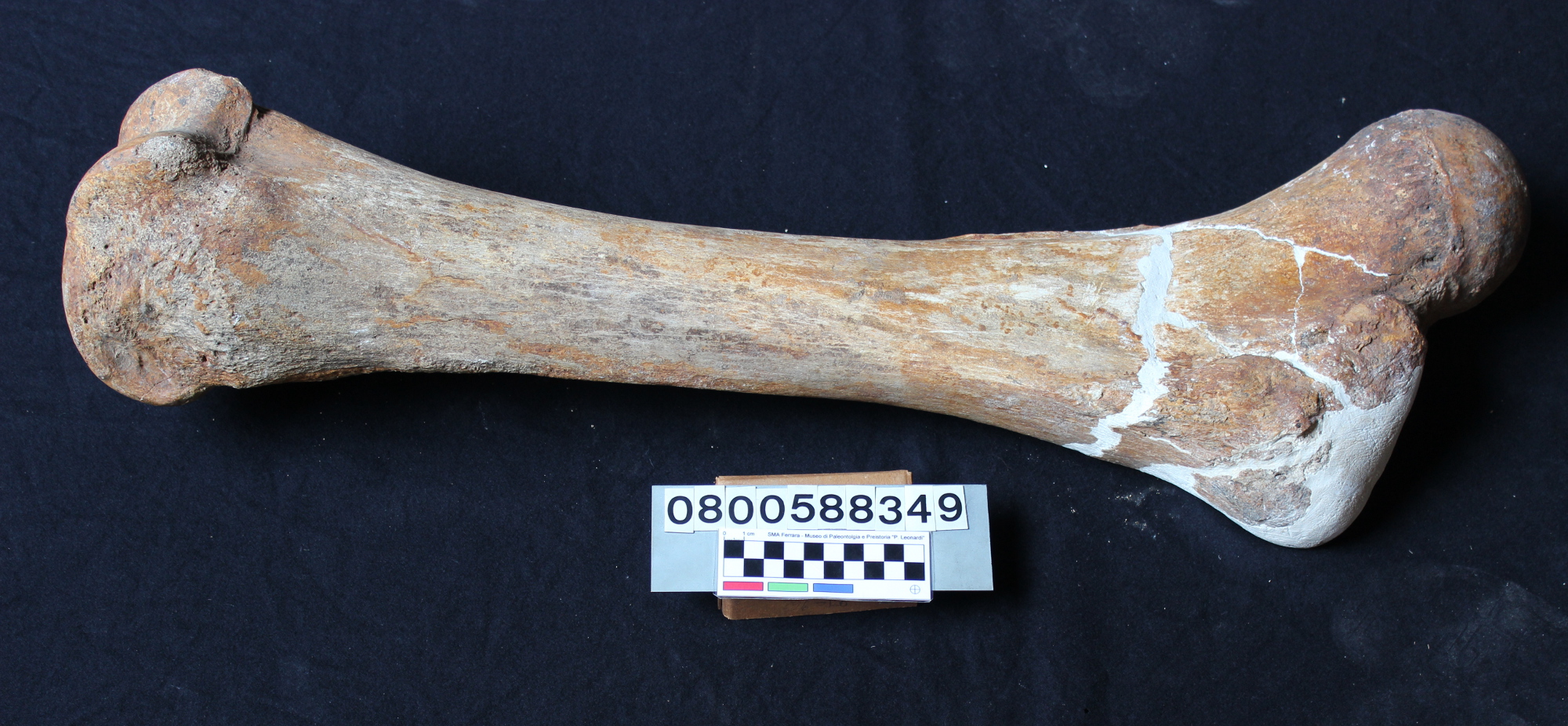 fossile (Elephas mnaidriensis, femore, esemplare)