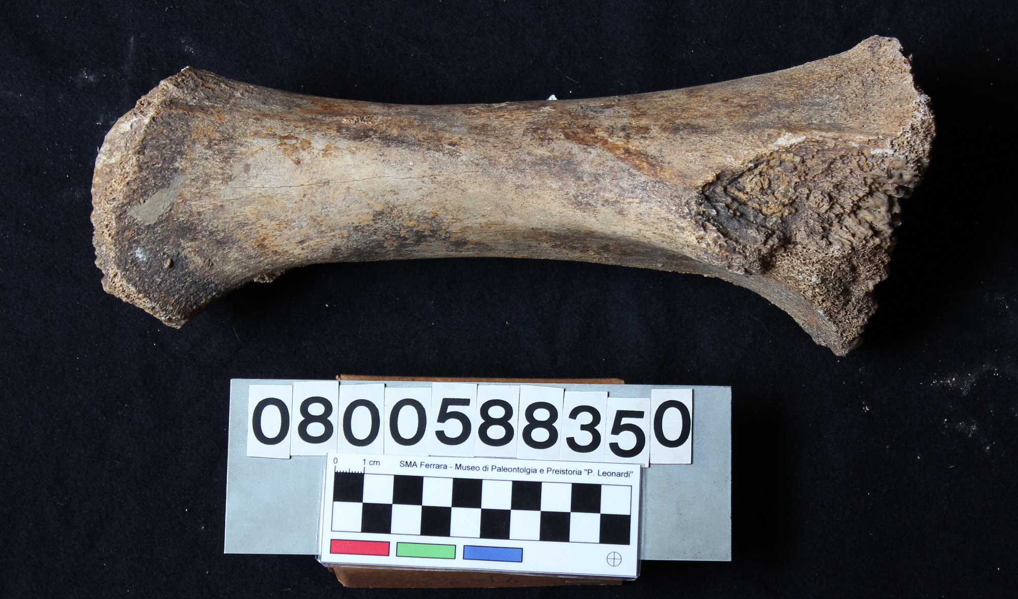 fossile (Elephas mnaidriensis, tibia, esemplare)