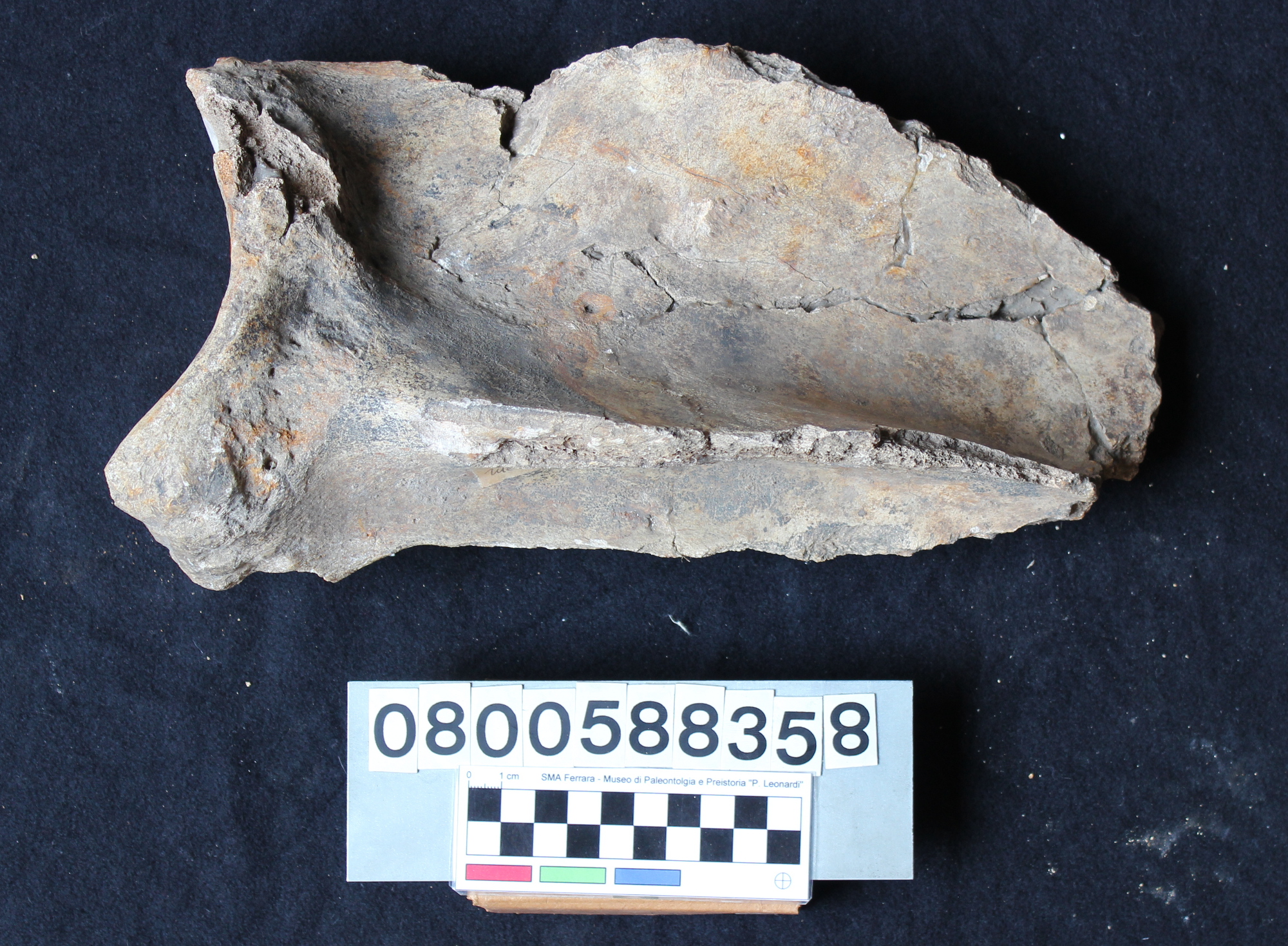 fossile (Bison priscus, cranio, esemplare)