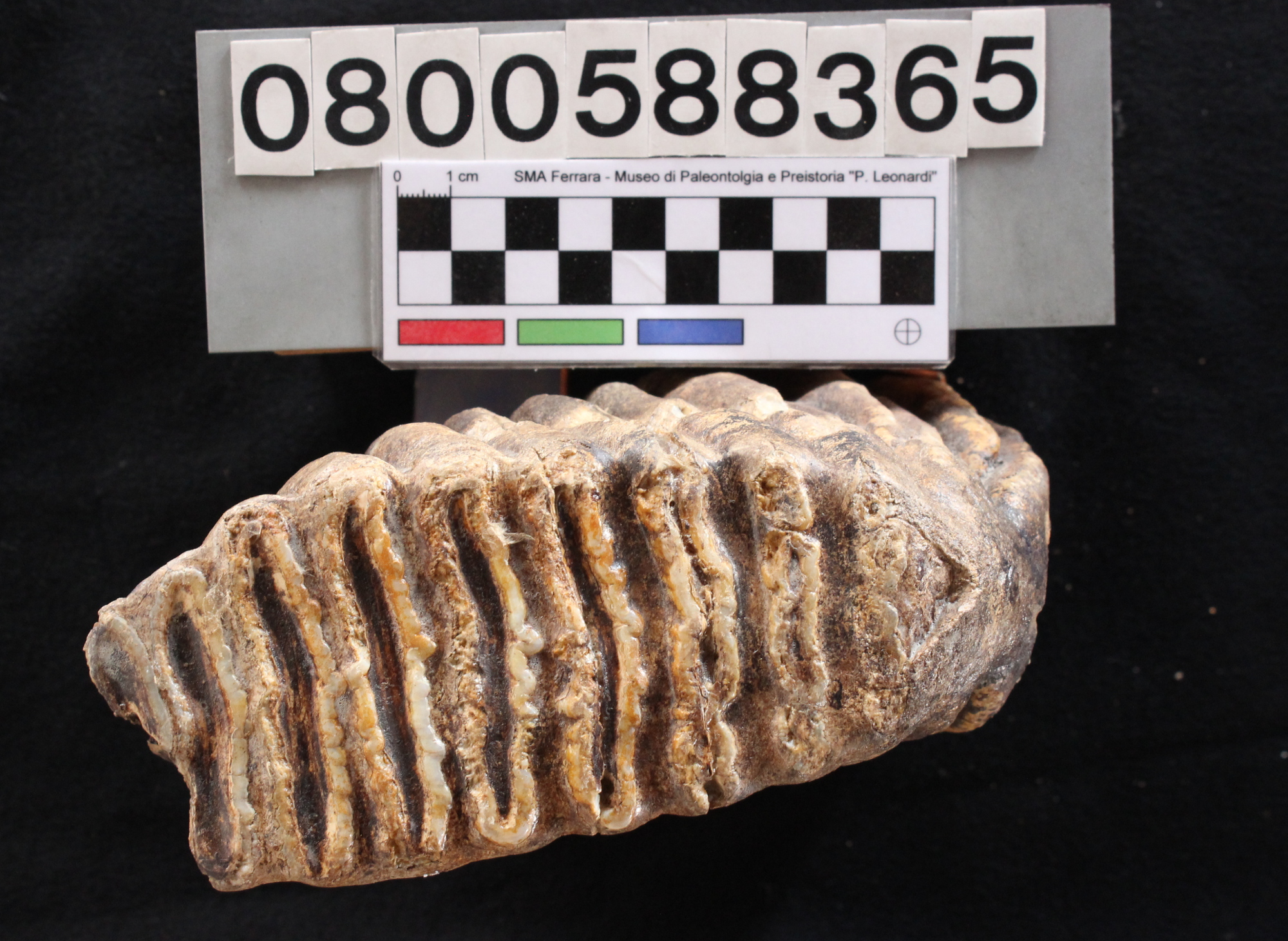 fossile (Elephas mnaidriensis, dente, esemplare)