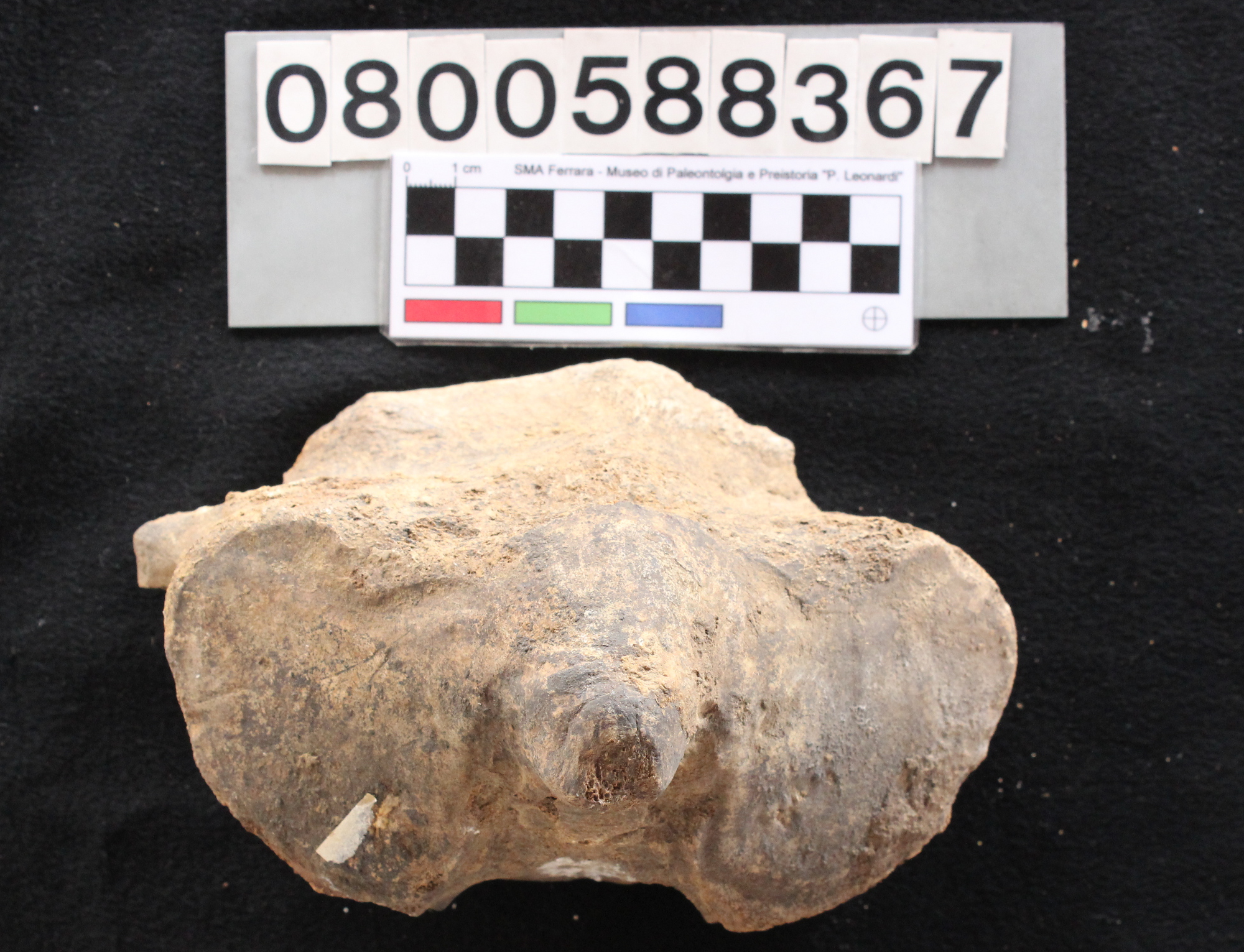 fossile (indeterminato, vertebra, esemplare)