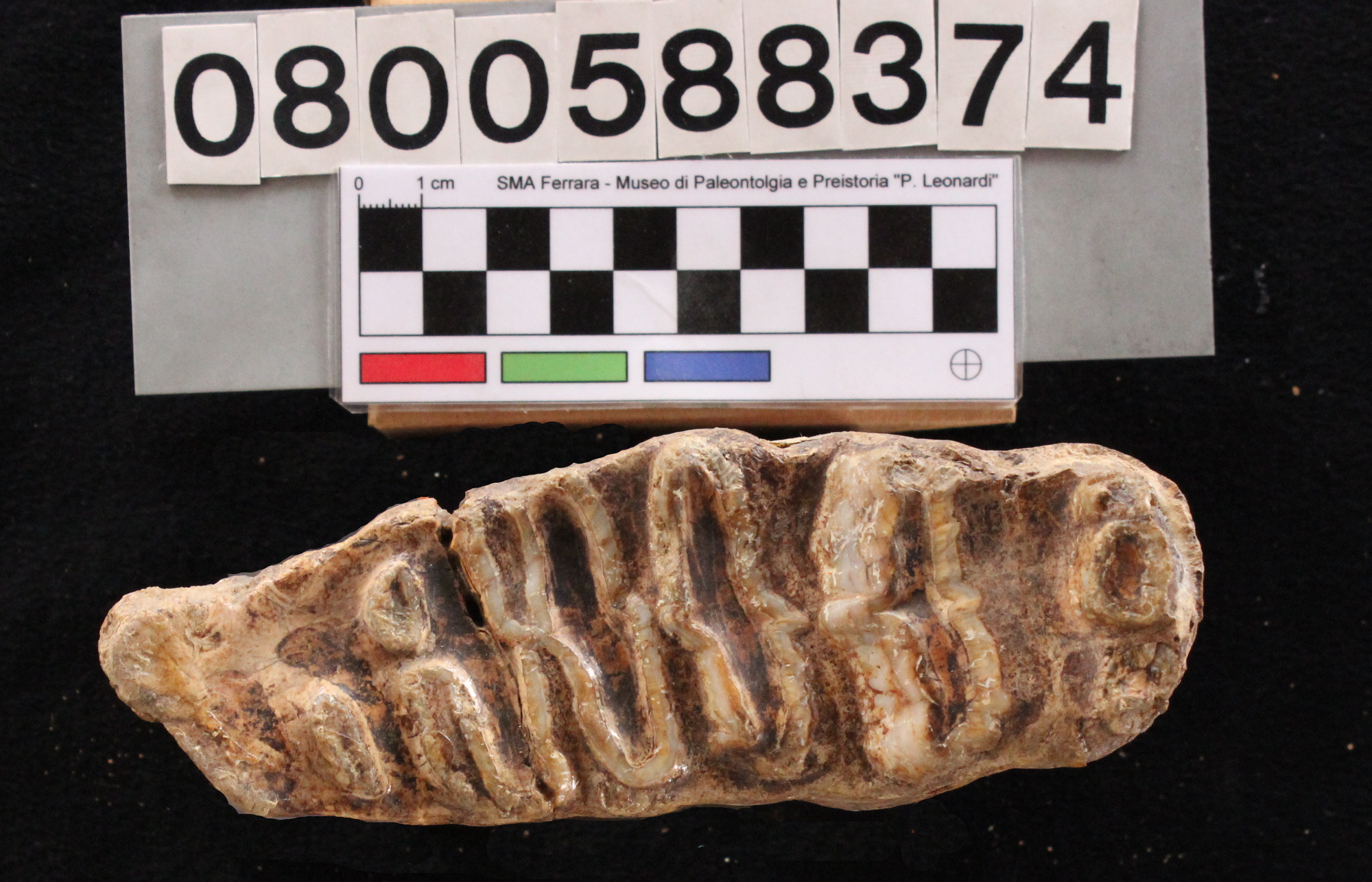 fossile (cf. Bison, mandibola, esemplare)